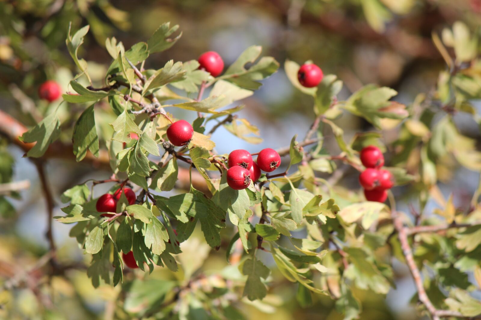 Canon EF-S 55-250mm F4-5.6 IS II sample photo. Hawthorn, mountain fruit, red photography