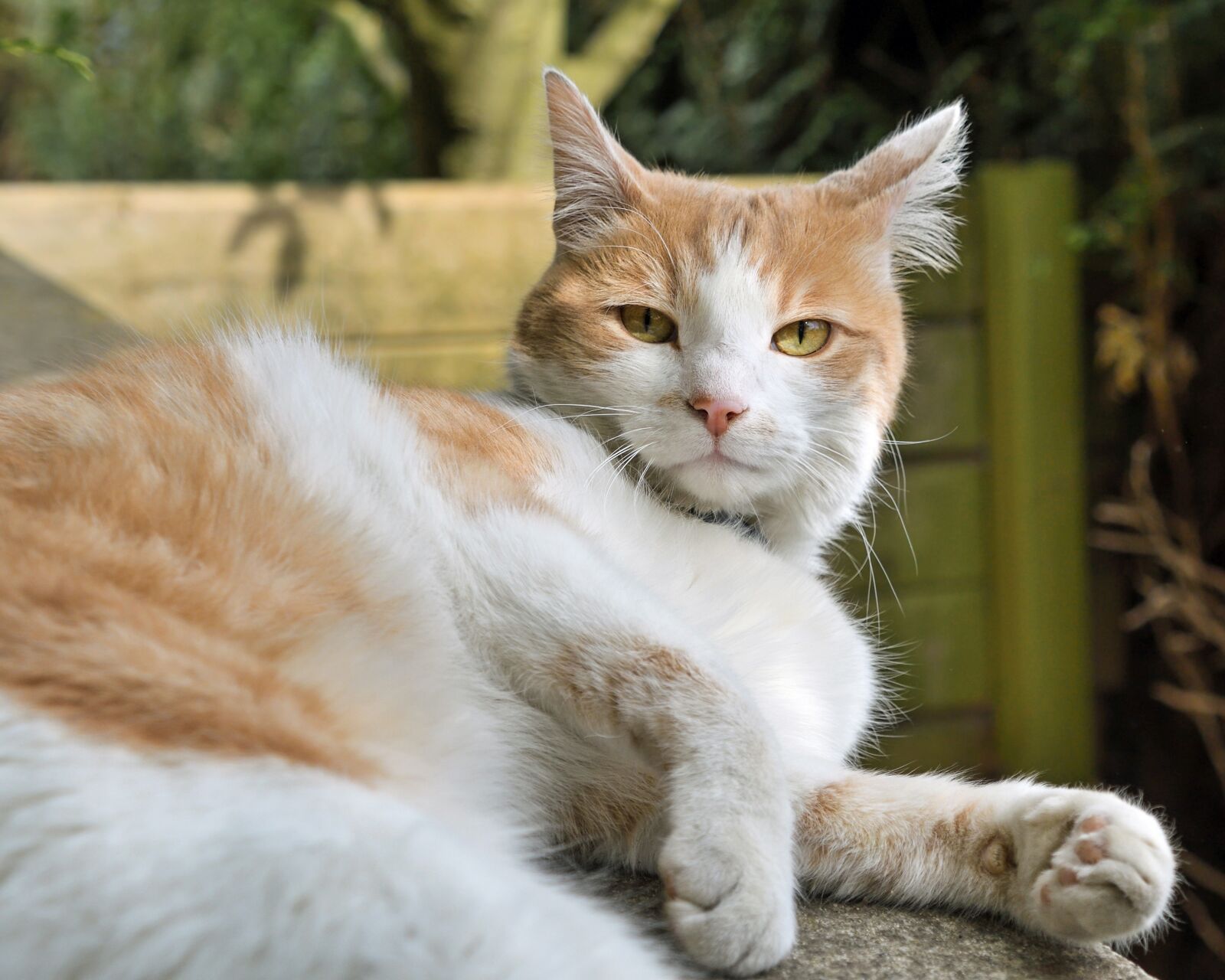 Nikon D500 sample photo. Cat, lying, look photography