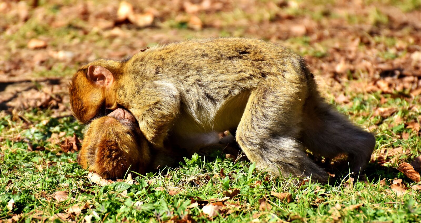 Nikon D7200 sample photo. Berber monkeys, play, cute photography