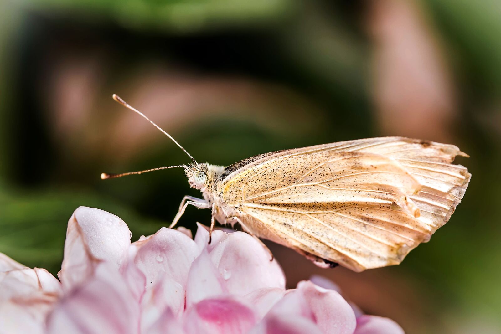 Canon EOS 650D (EOS Rebel T4i / EOS Kiss X6i) sample photo. Small cabbage white ling photography
