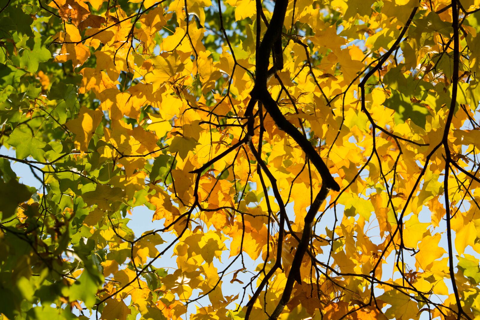 Canon EF-S 55-250mm F4-5.6 IS STM sample photo. Autumn, leaf, yellow photography