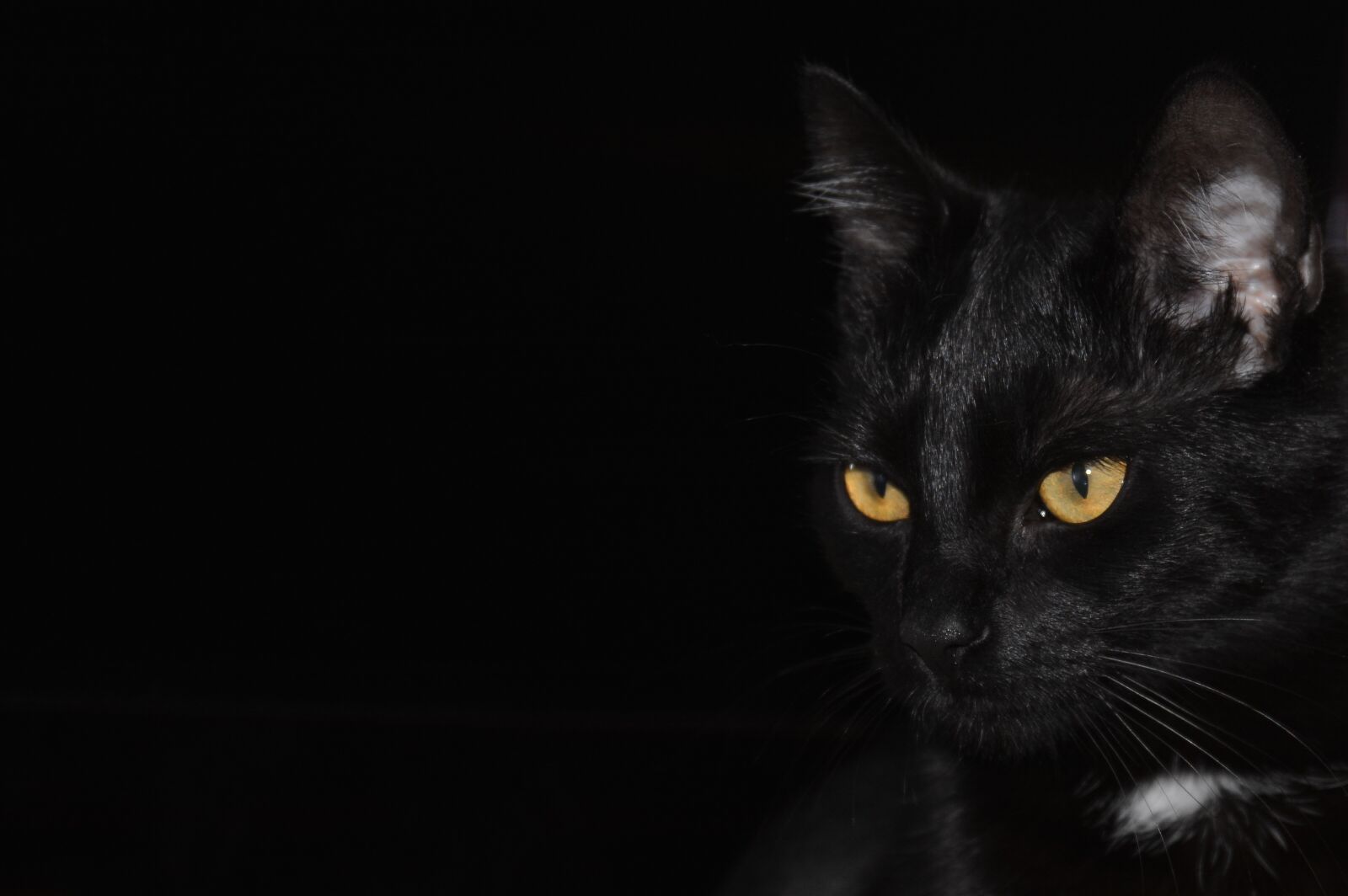 Nikon D7100 sample photo. Cat, black background, cat photography