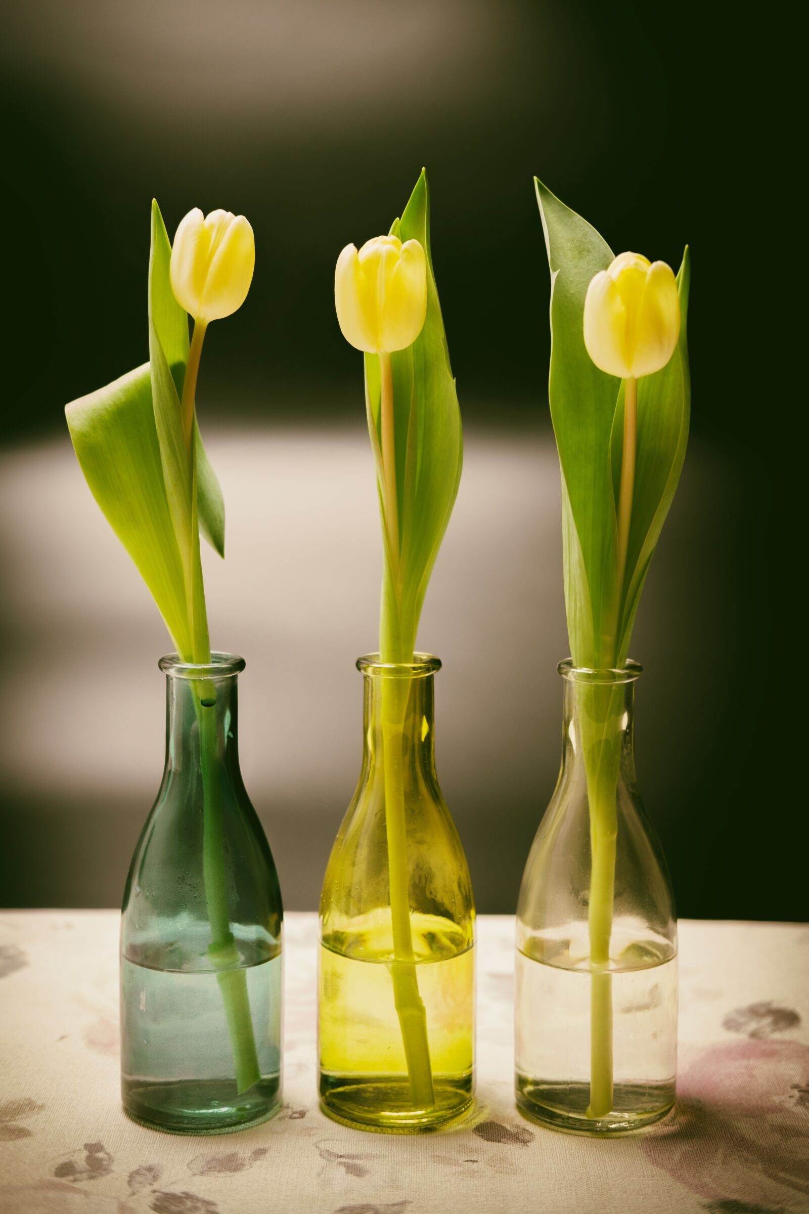Fujifilm X-T2 + Fujifilm XF 35mm F2 R WR sample photo. Tulips, flowers, spring photography