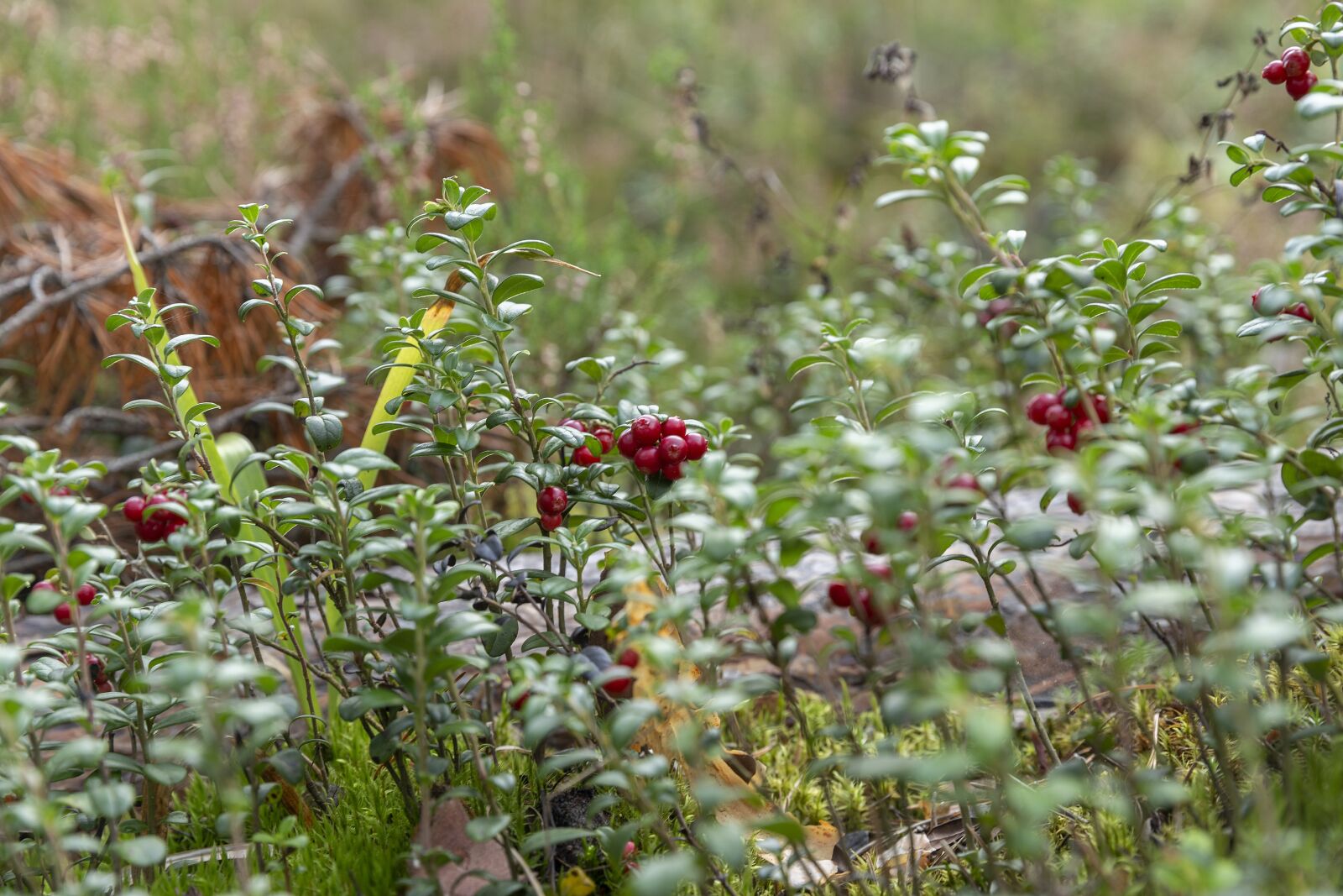 Canon EOS 6D sample photo. Forest, mushrooms, cranberries photography
