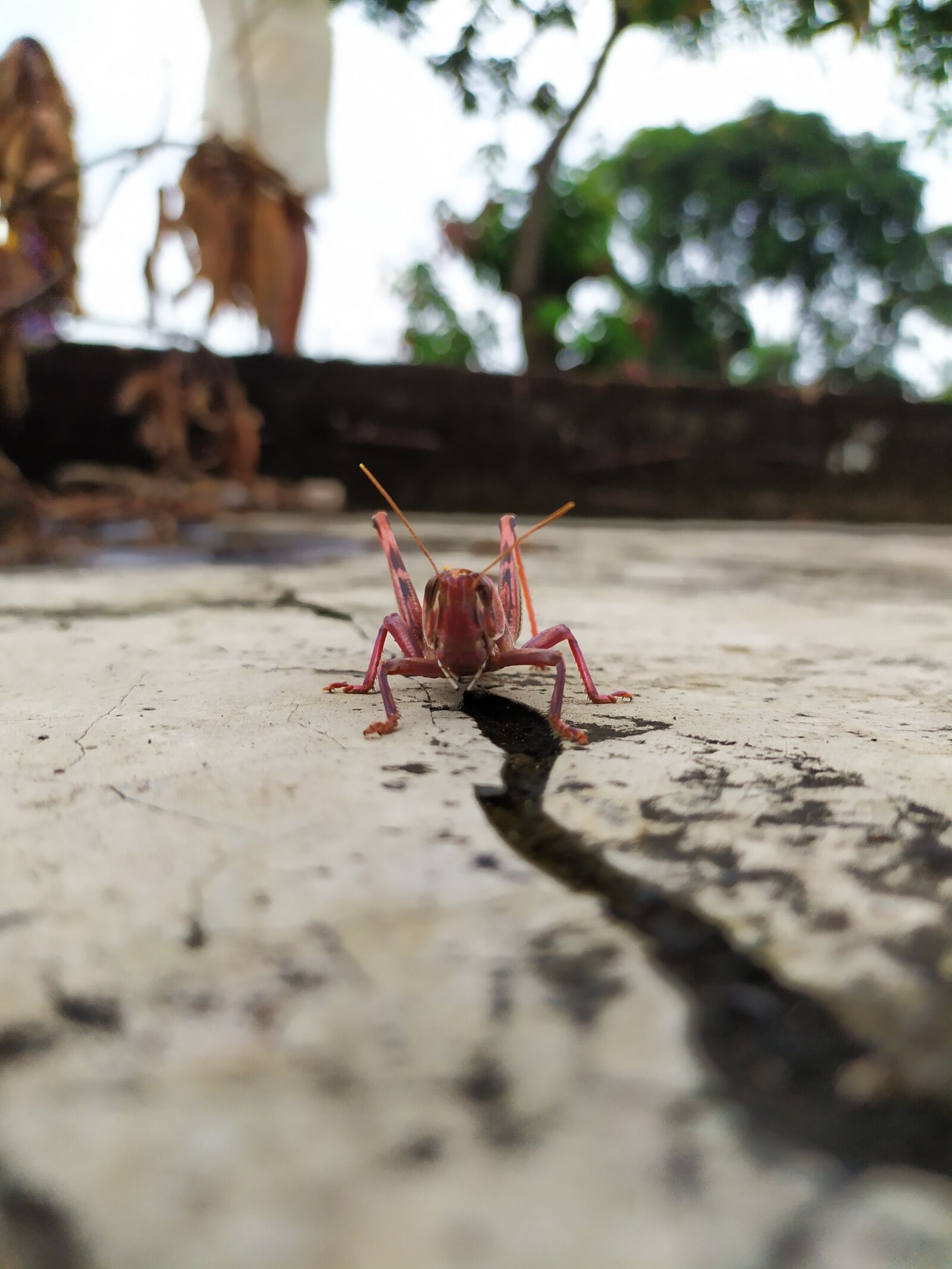 Xiaomi Redmi Note 7 sample photo. Loctus, sky, green photography