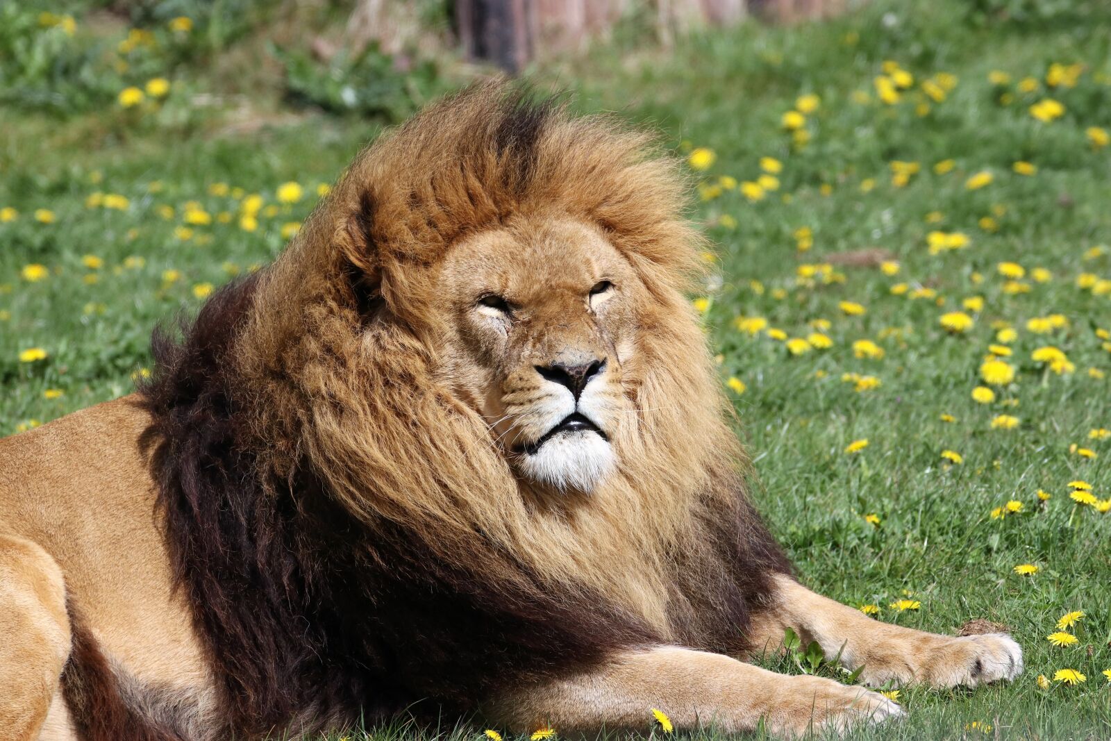 Canon EOS 80D sample photo. Lion, mane, animal photography