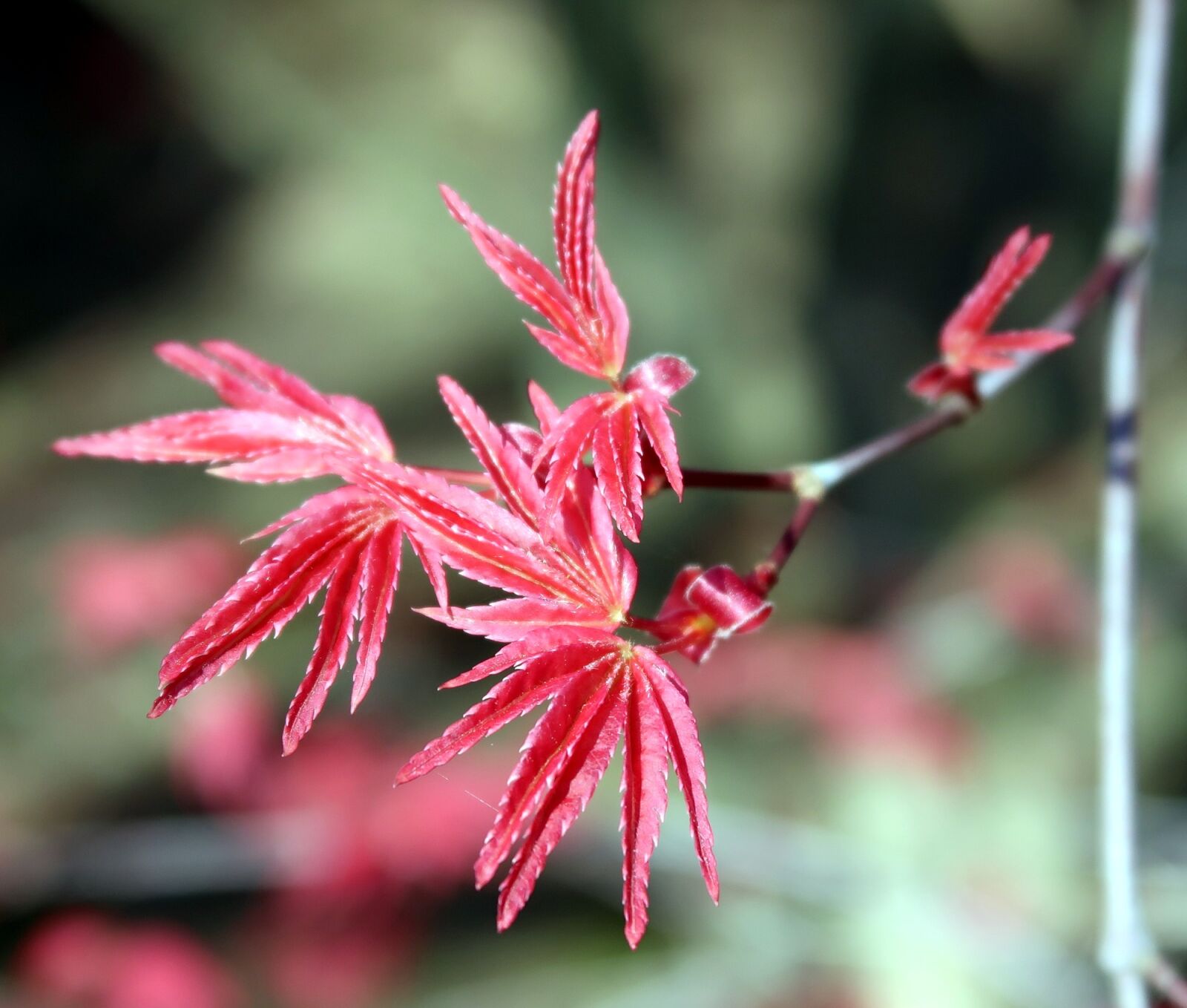 Canon PowerShot G7 X Mark II sample photo. Acer corallinum, tree, leaves photography