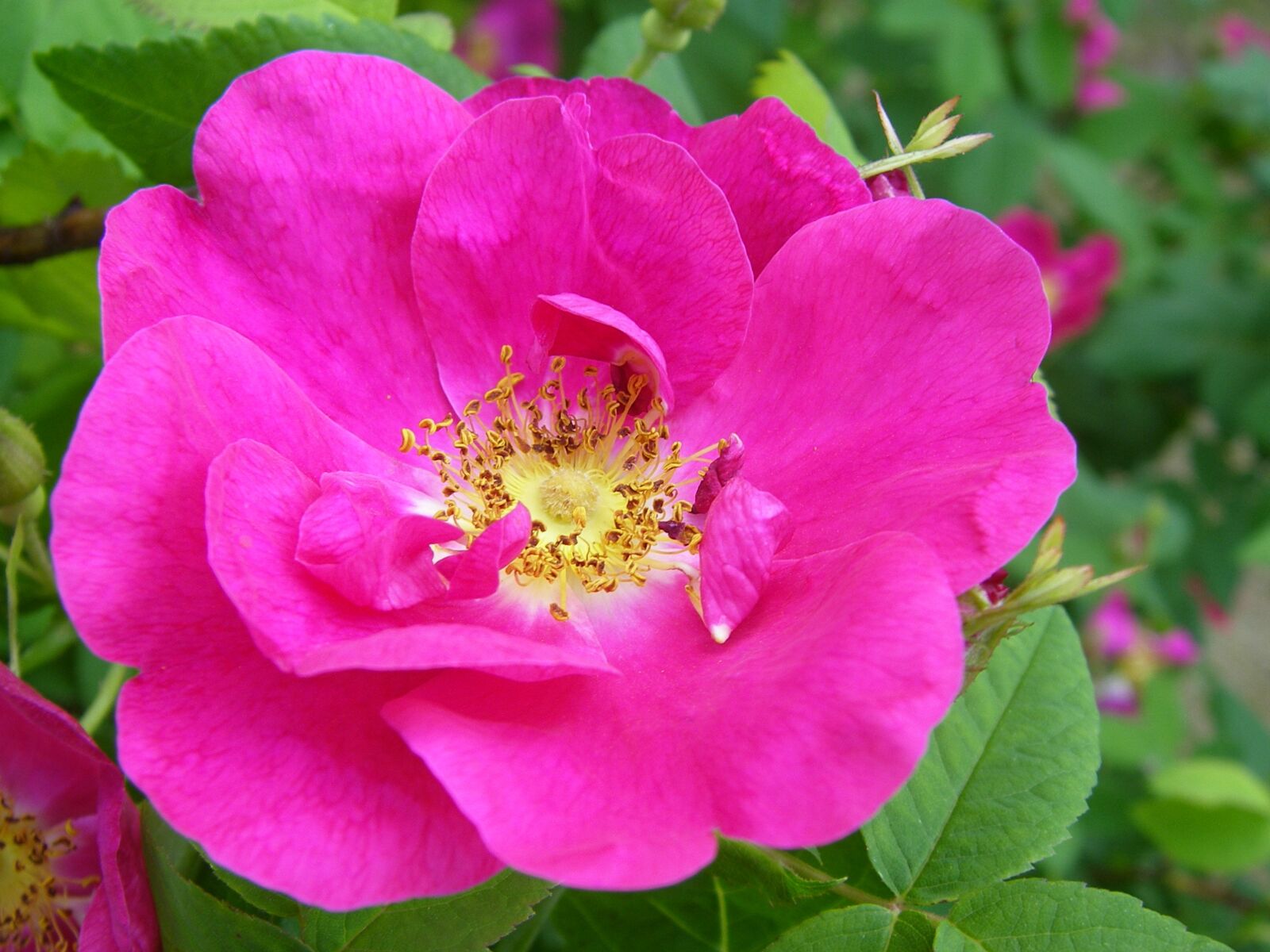 Olympus SP700 sample photo. Rose, pink, pink flower photography