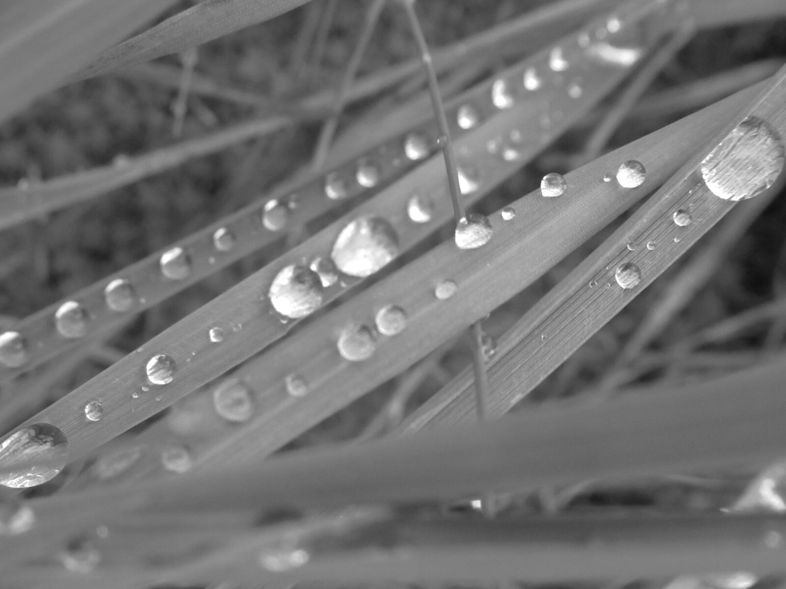 Canon PowerShot SX620 HS sample photo. Dew, nature, leaves photography