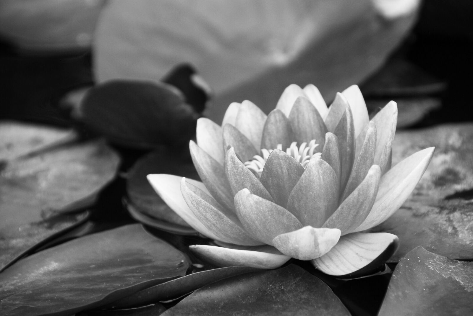 Nikon D200 sample photo. Water lily, black and photography