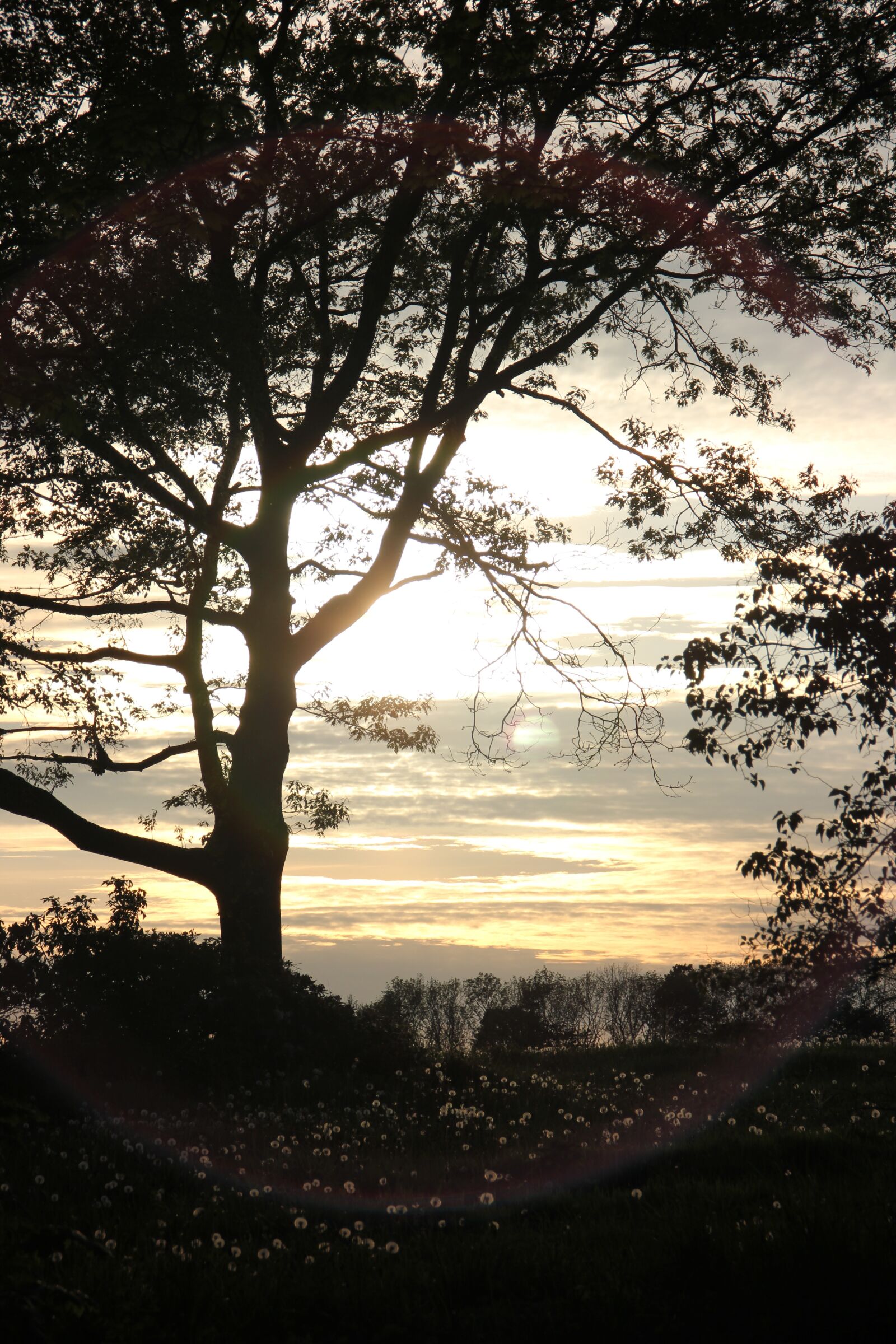 Canon EOS 550D (EOS Rebel T2i / EOS Kiss X4) sample photo. Sunset, tree, mood photography