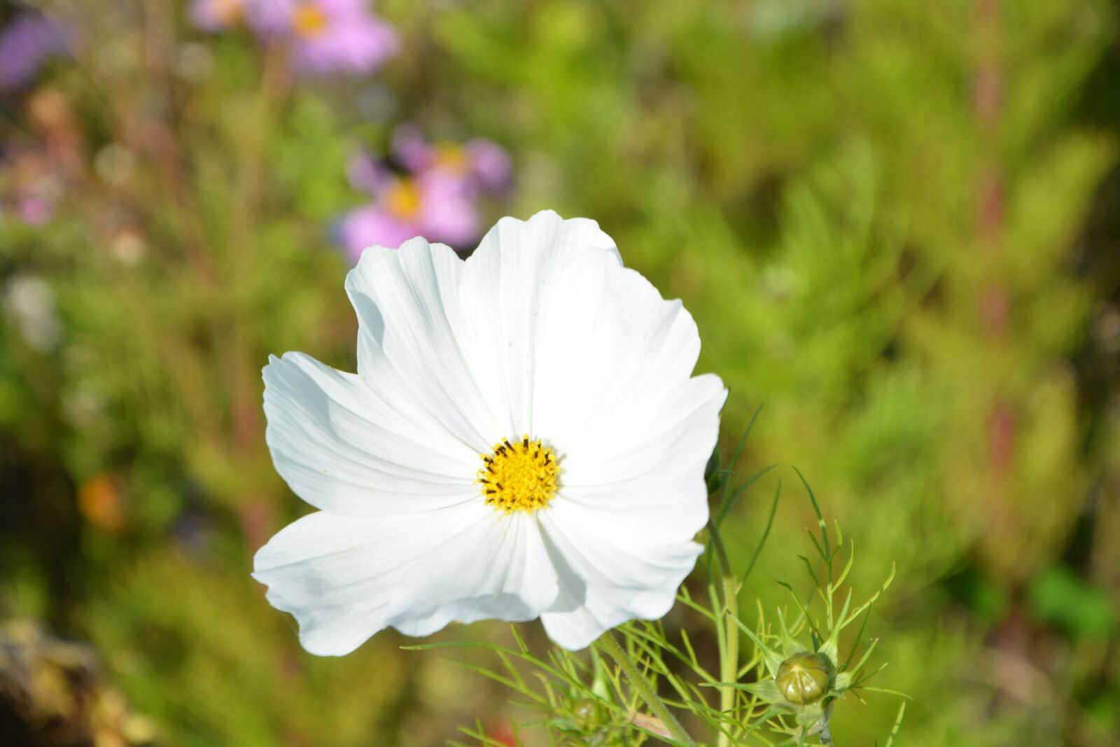 Nikon D5200 sample photo. Flower, white flower, nature photography