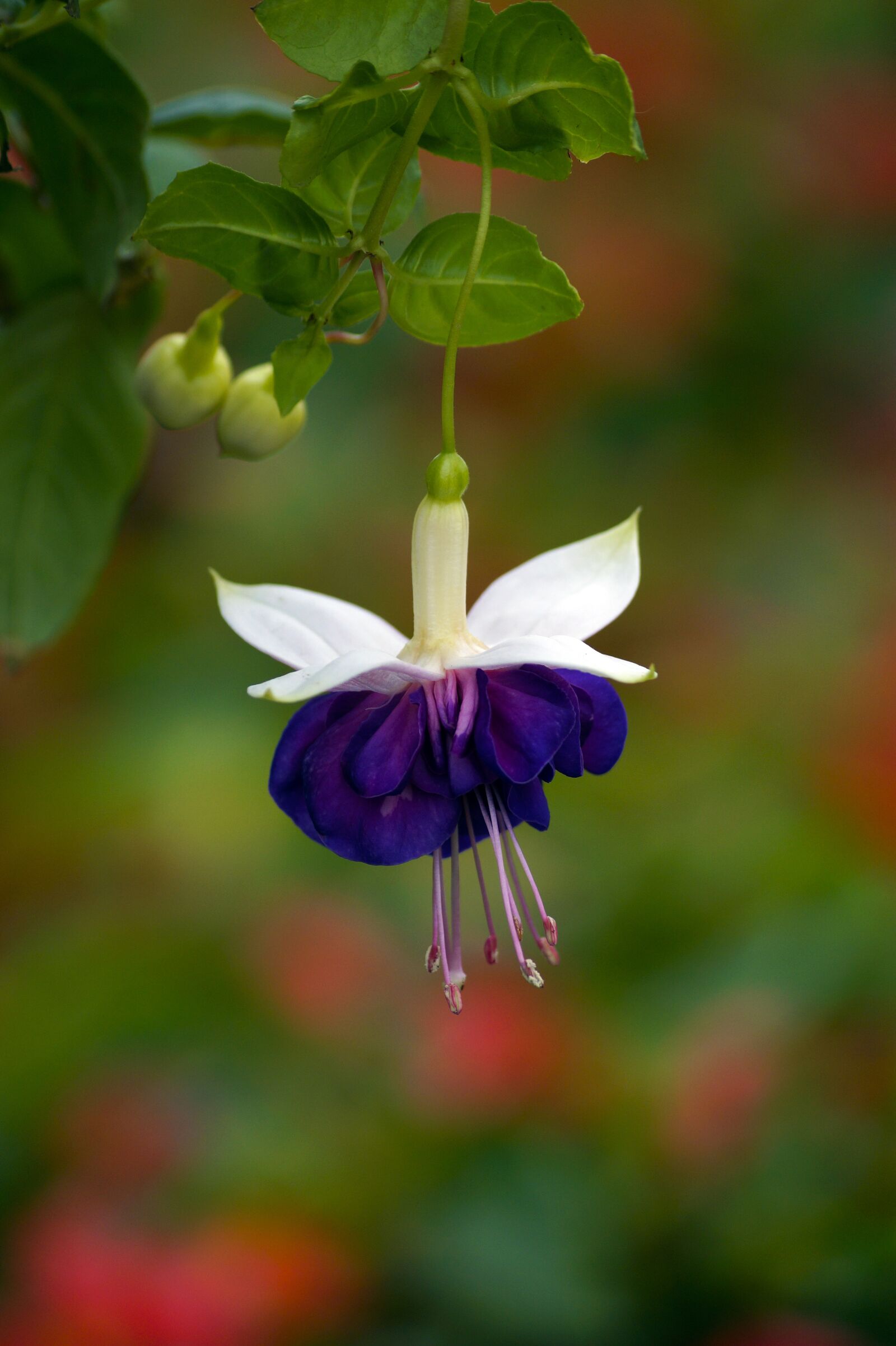 Sony SLT-A58 + Sony DT 55-200mm F4-5.6 SAM sample photo. Plants, flowers, earring photography