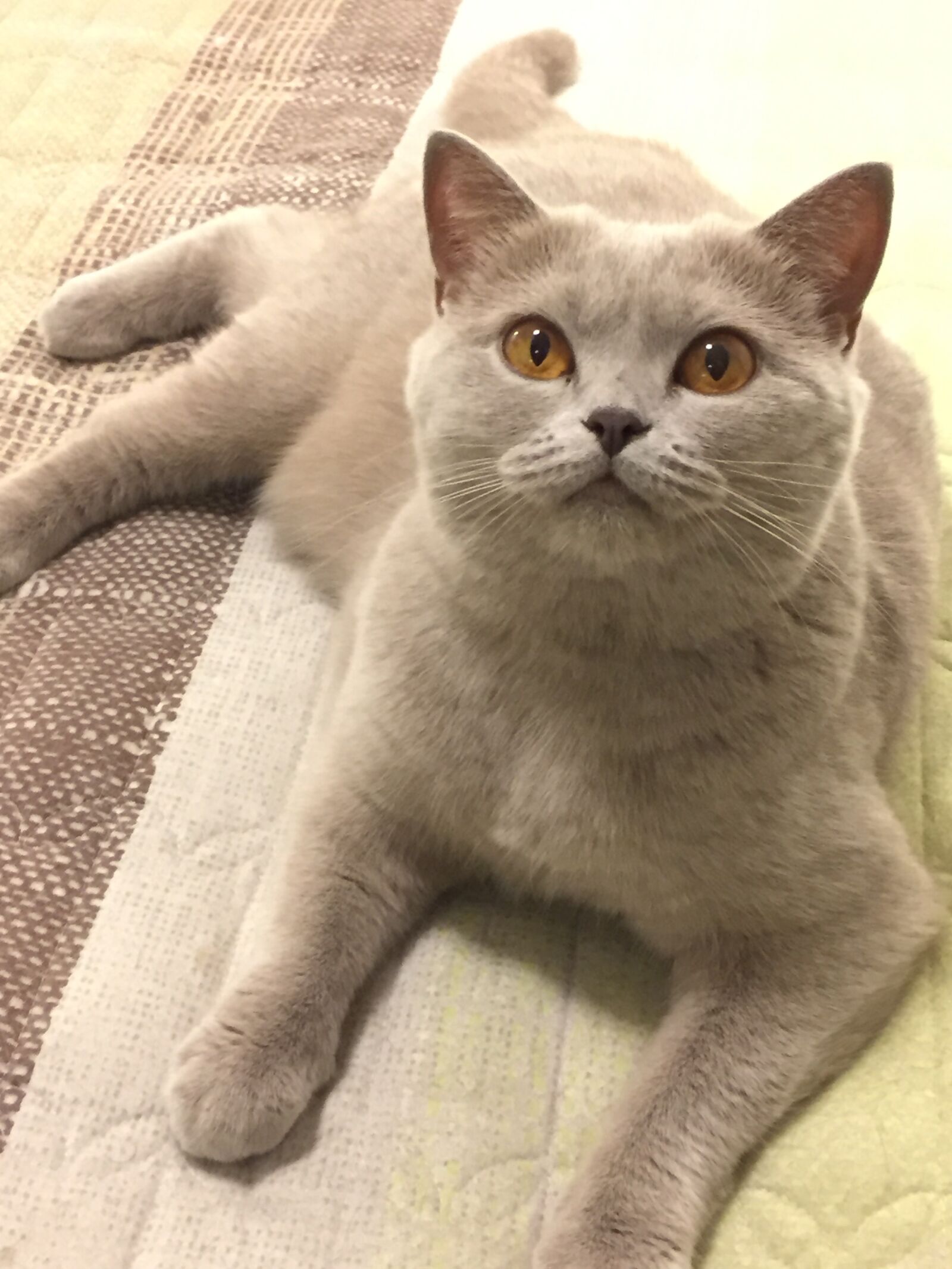Apple iPhone 6 sample photo. Cat, pet photography