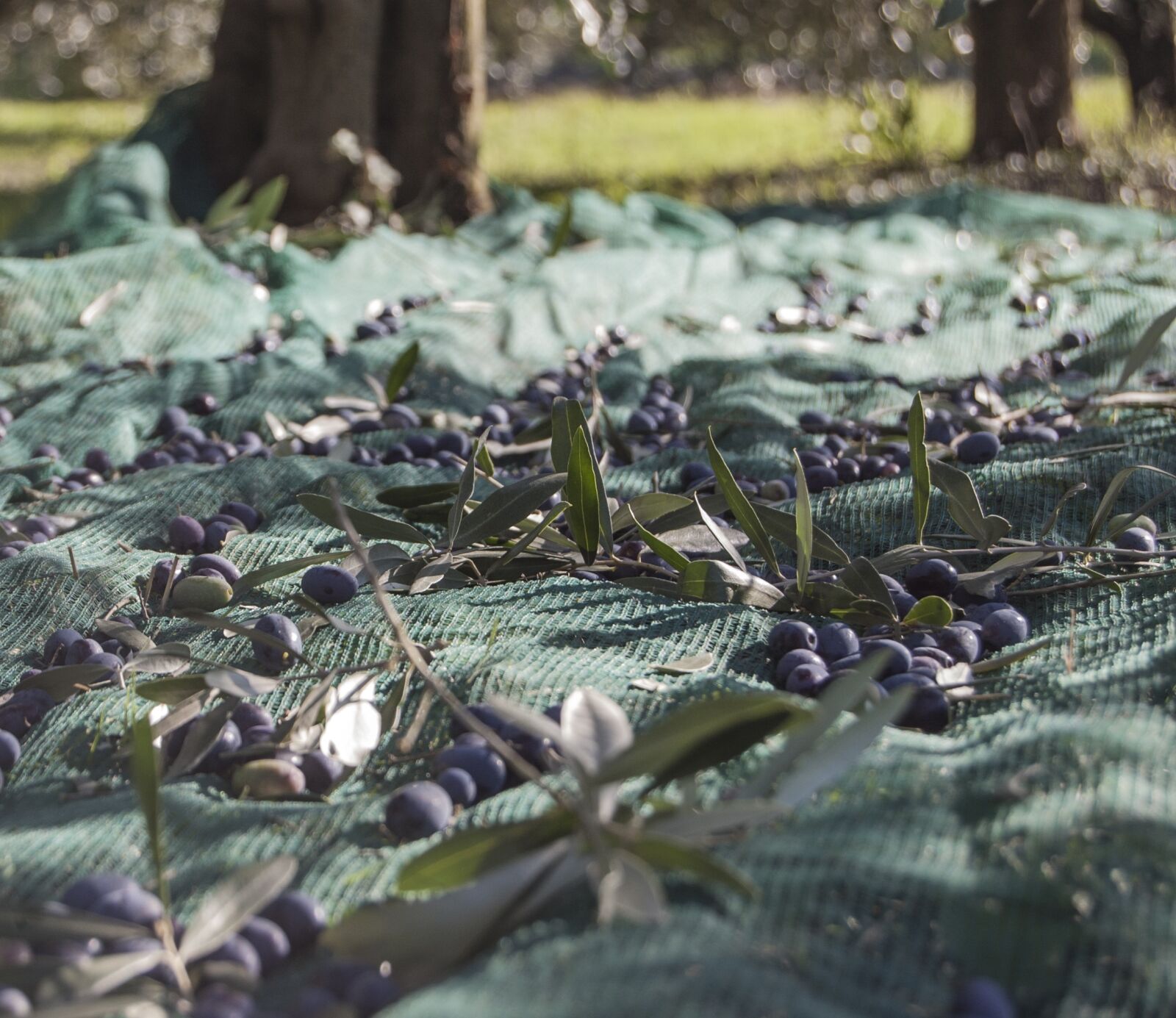 Nikon D40 sample photo. Oil, oliva, branches photography
