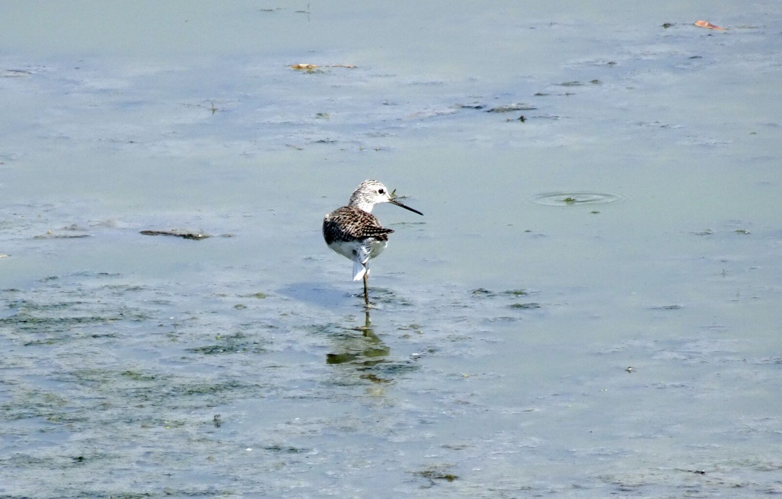 Sony Cyber-shot DSC-HX90V sample photo. Bird, marsh sandpiper, tringa photography