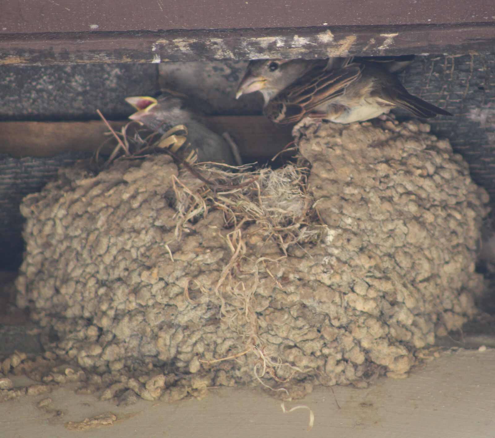 Canon EOS 100D (EOS Rebel SL1 / EOS Kiss X7) sample photo. Birds, chicks, house, eaves photography