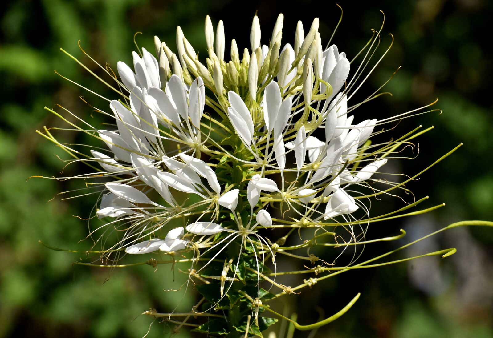Nikon D7200 sample photo. Spider flower, cleome hassleriana photography