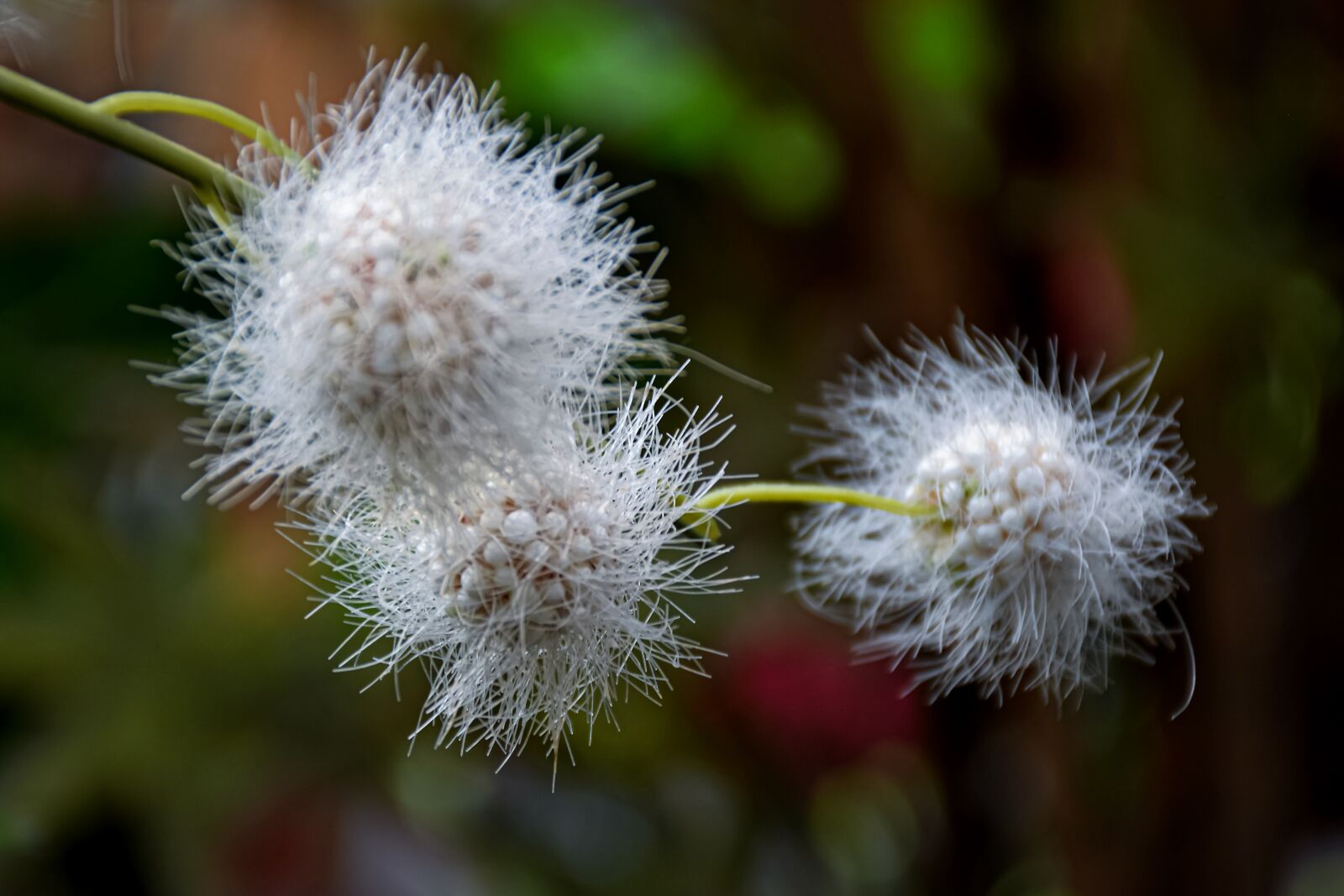 Nikon D5600 sample photo. Flowers, nature, plant photography