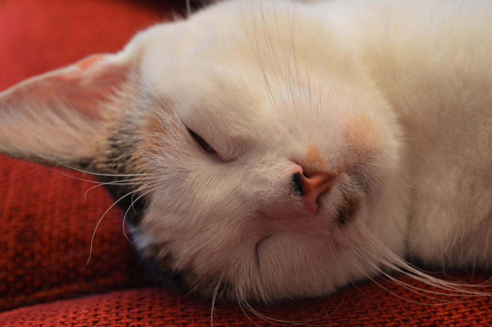 Nikon D3200 sample photo. Cat, sleep, tired photography