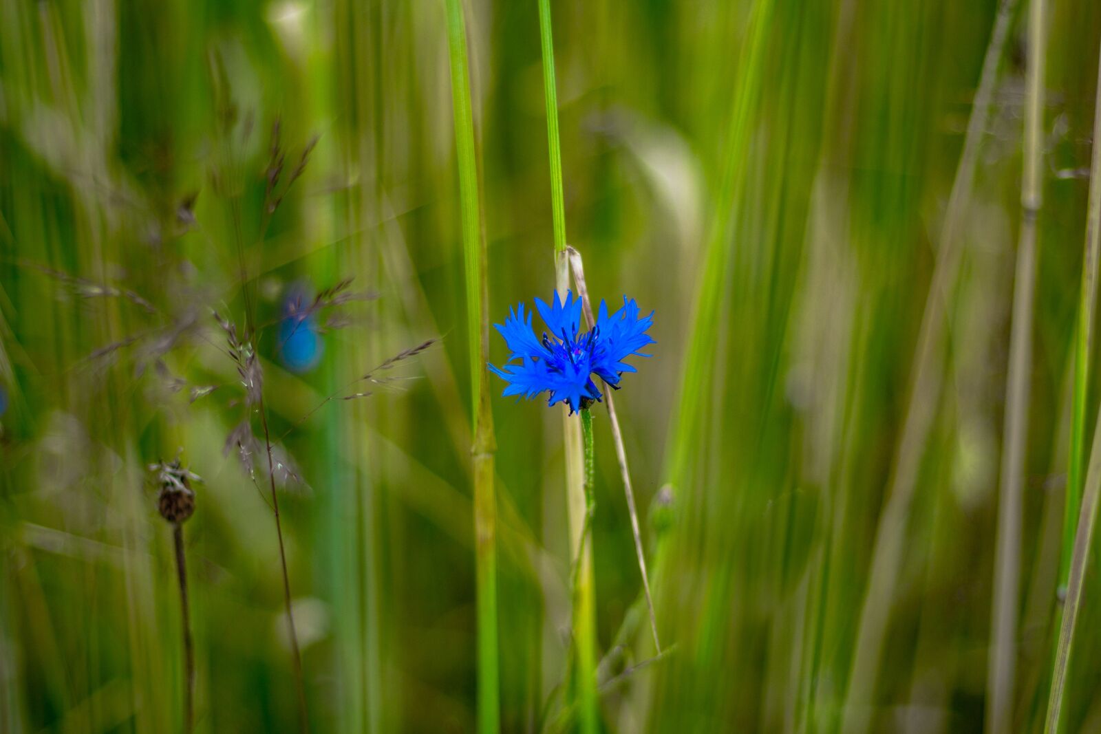 Canon EOS 700D (EOS Rebel T5i / EOS Kiss X7i) + Canon EF 50mm F1.8 STM sample photo. Nature, lawn, at the photography