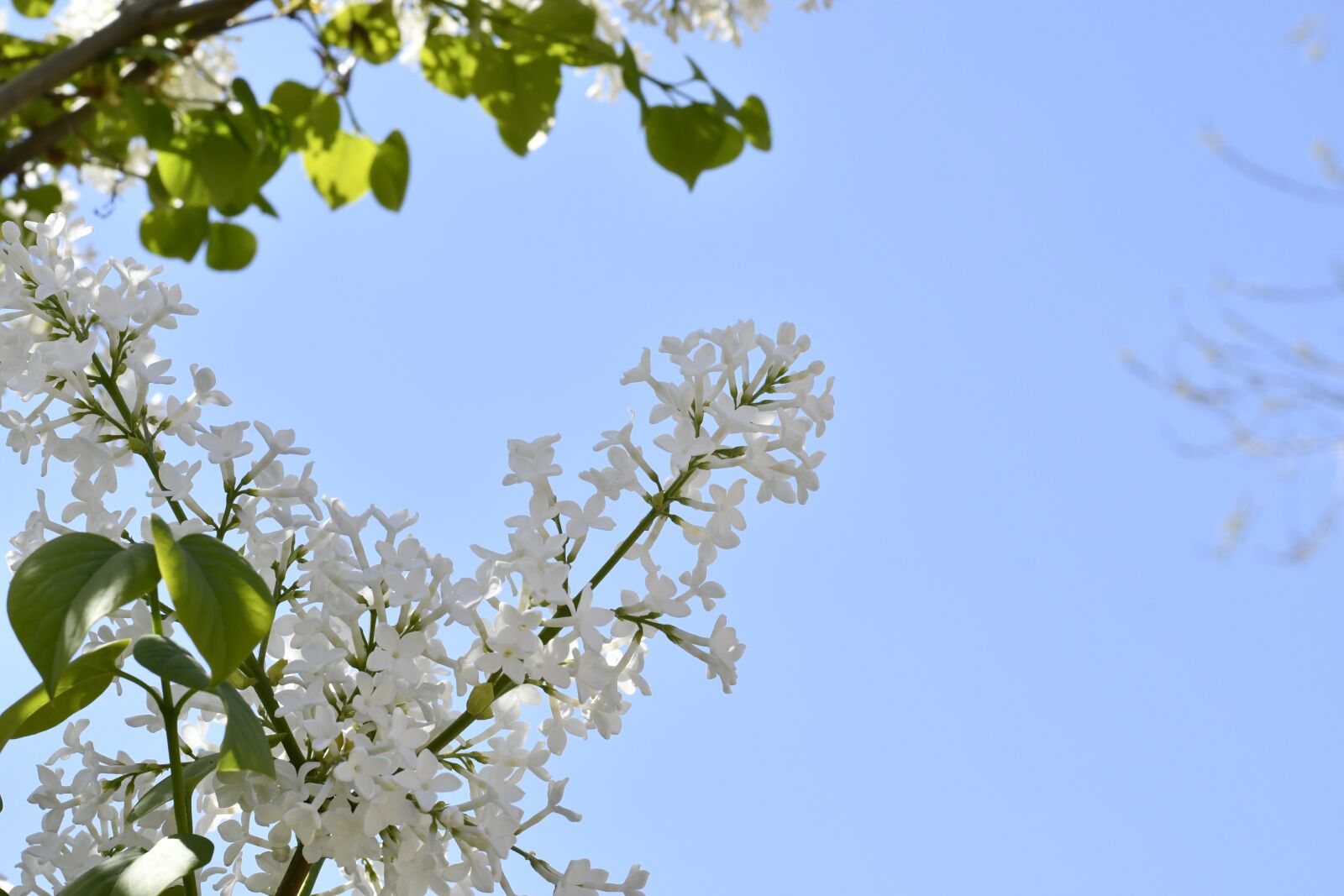 Nikon D7500 sample photo. Spring, flowers, plant photography