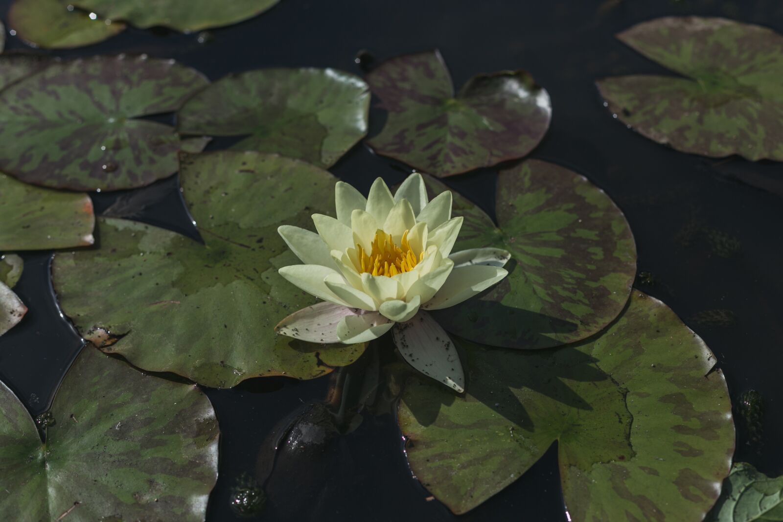 Canon EOS 6D + Canon EF 50mm F1.8 II sample photo. Flower, lotus, nature photography