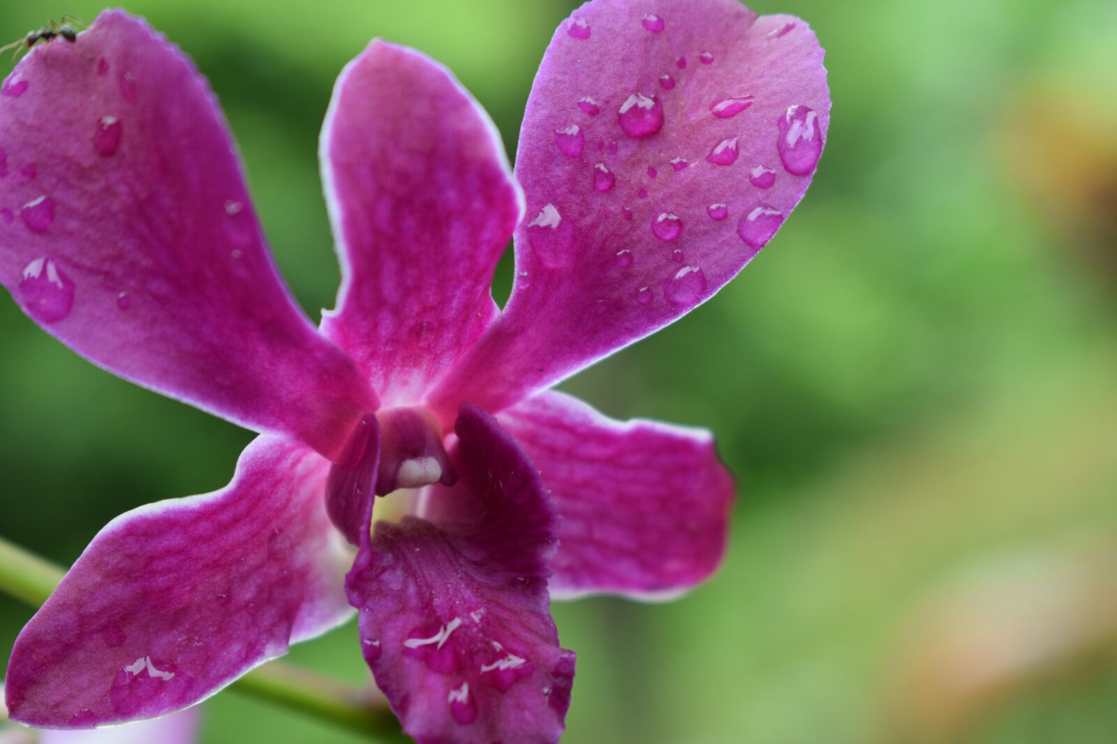 Nikon D3300 sample photo. Water, flowers, moist photography