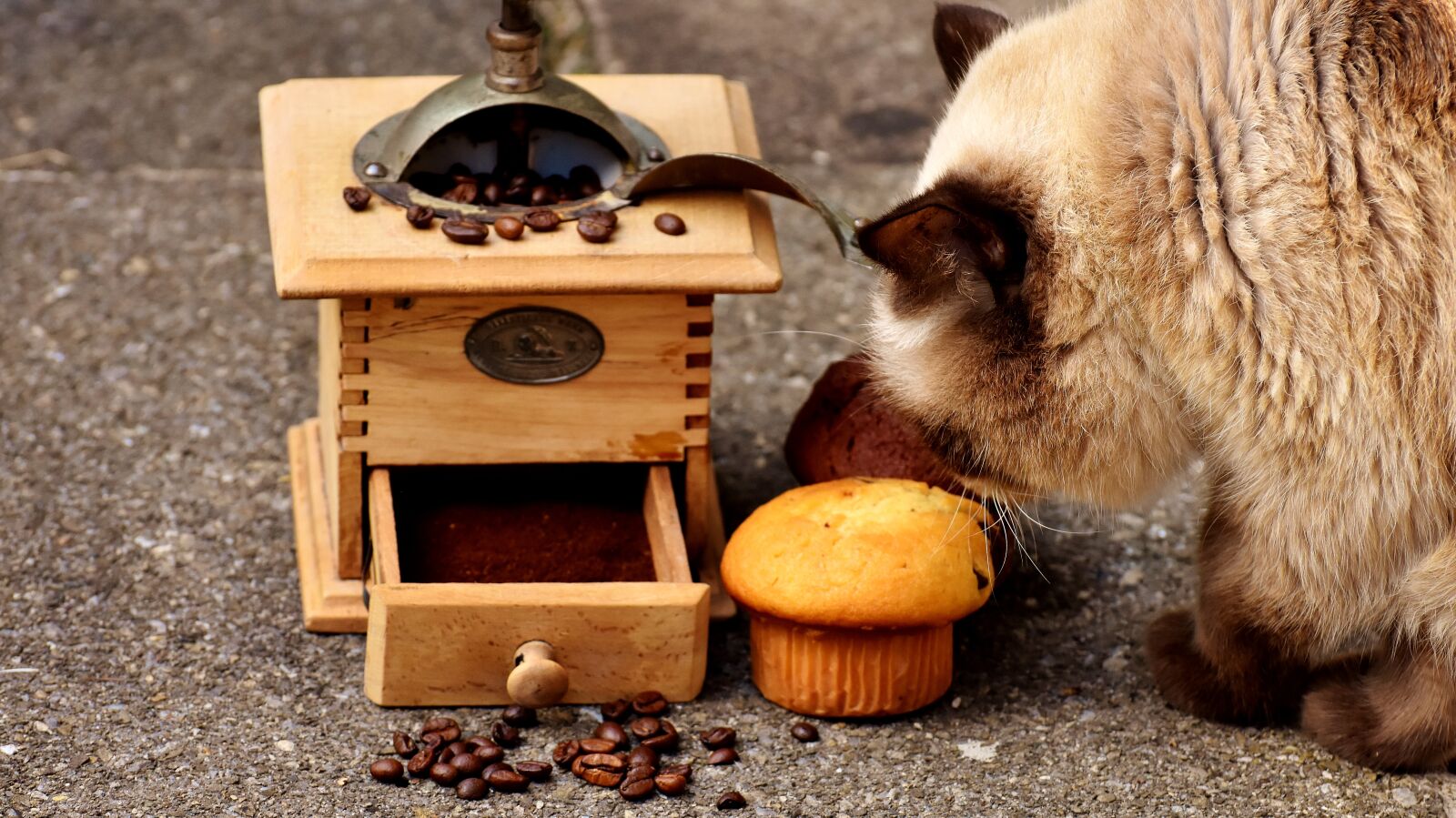 Nikon D7200 sample photo. Grinder, muffin, cat photography