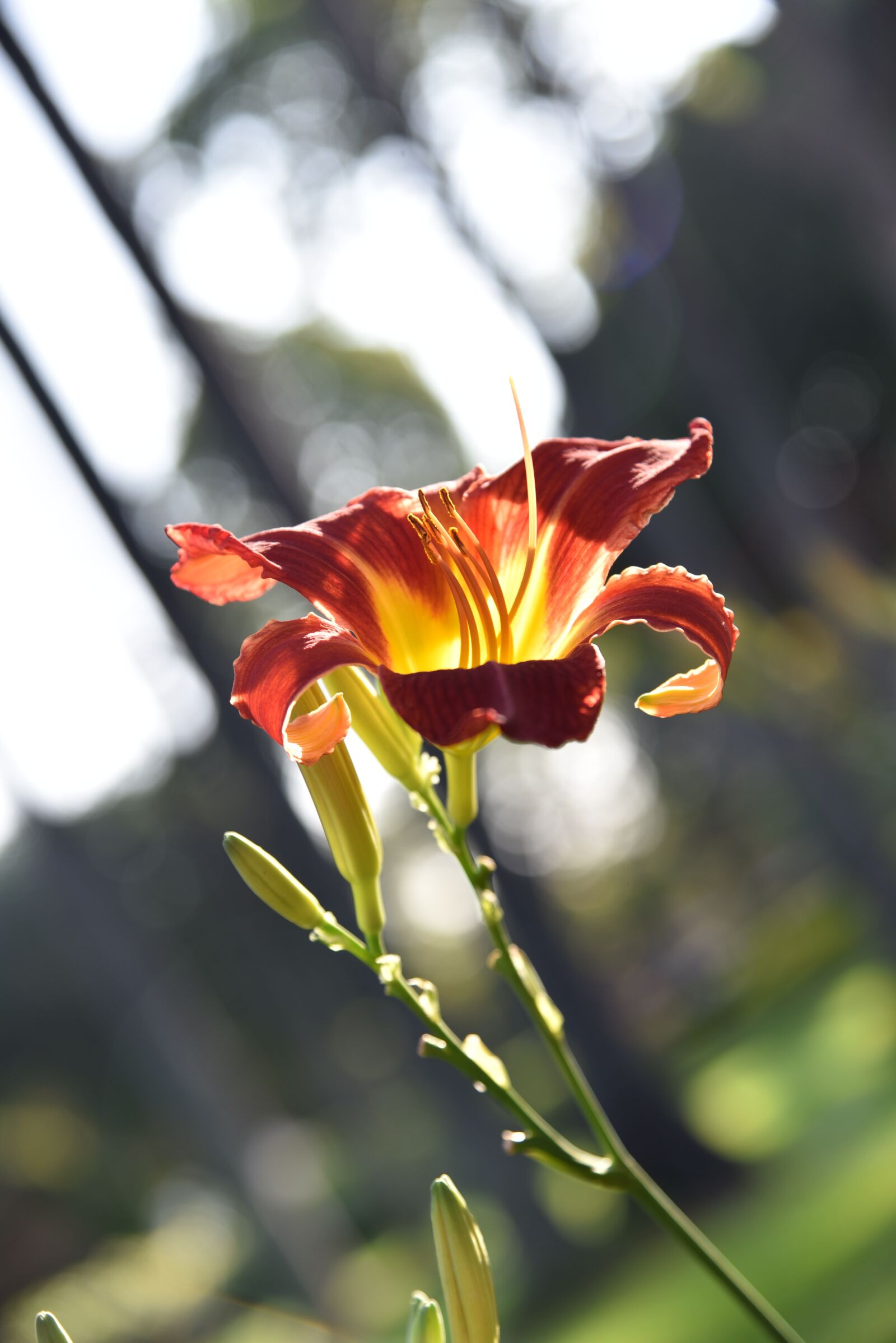 Nikon D750 sample photo. Flowers, nature, flower photography