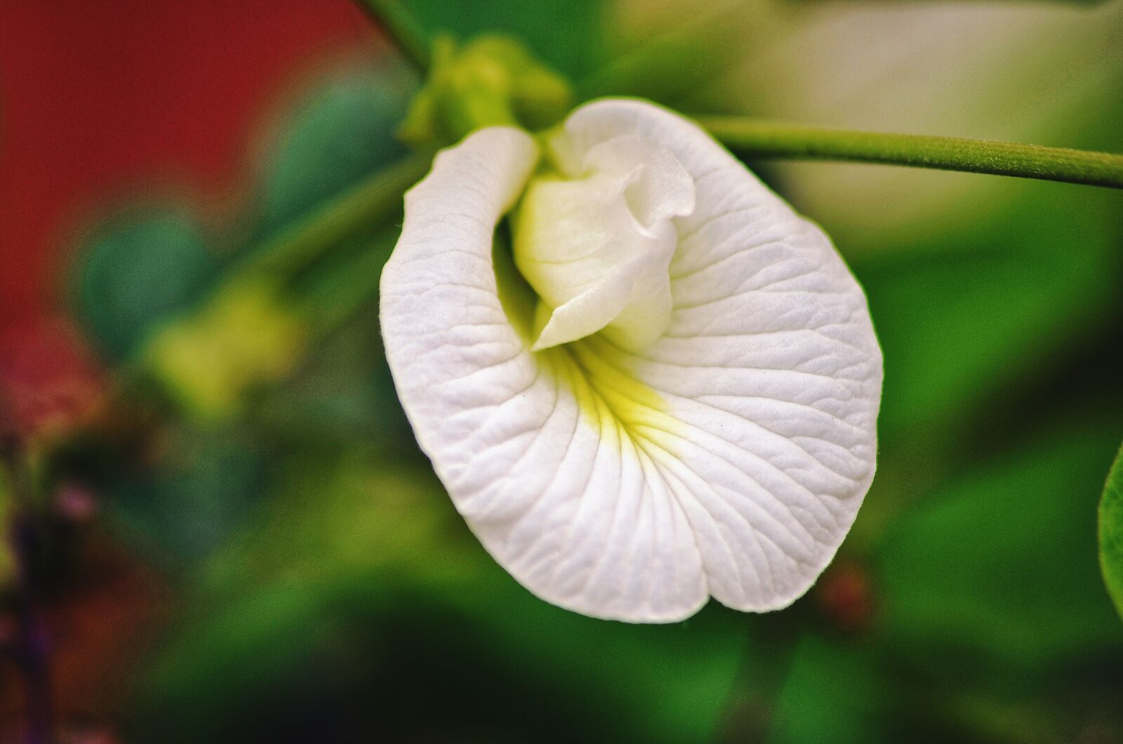 Nikon D5100 sample photo. Flower, big clover, white photography