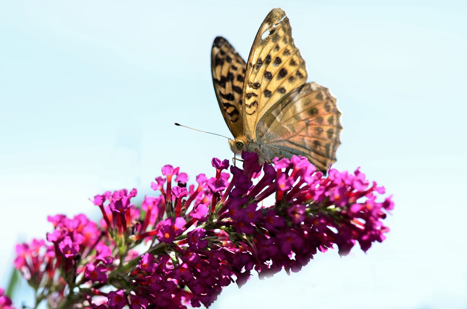 Nikon D7000 sample photo. Fritillary, butterfly, nature photography
