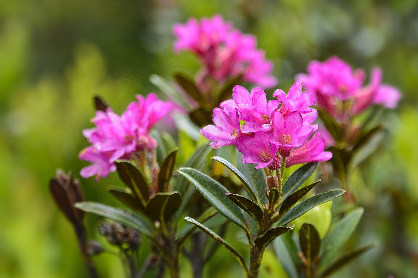 Nikon D5200 sample photo. Alpine rose, rhododendron, blossom photography