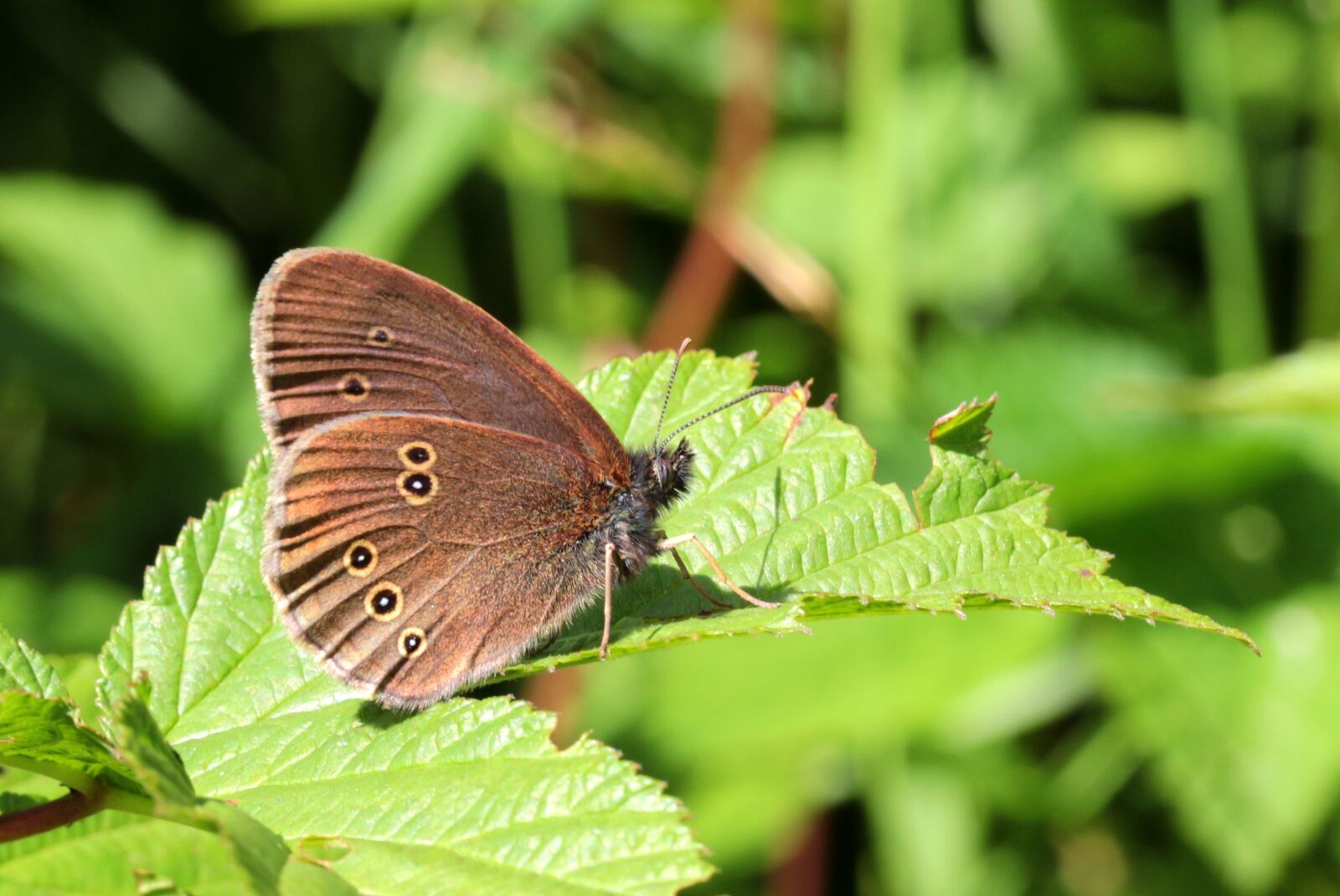 Canon EOS 650D (EOS Rebel T4i / EOS Kiss X6i) sample photo. Butterfly, brown waldvogel, aphantopus photography