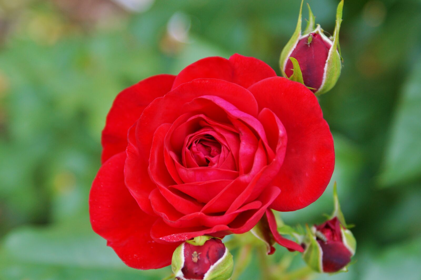 Sony DT 18-70mm F3.5-5.6 sample photo. Rose, bud, blossom photography