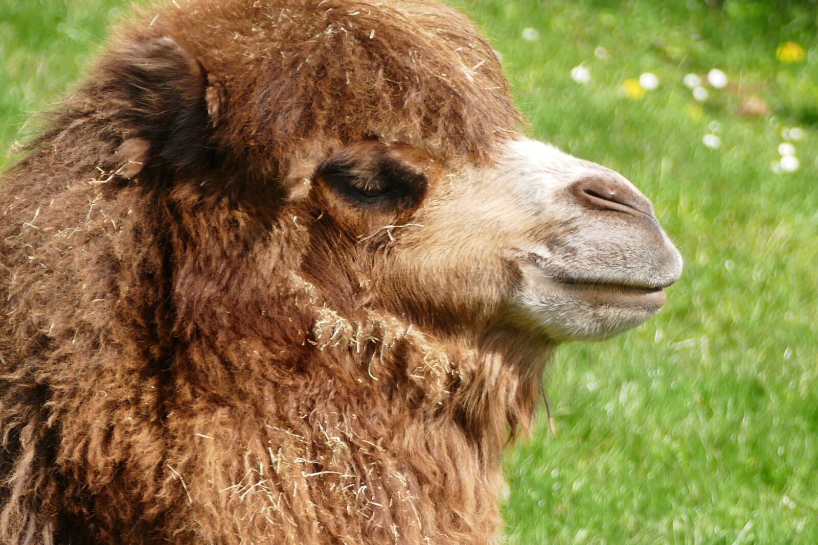 Panasonic Lumix DMC-FZ1000 sample photo. Camel, animals, nature photography