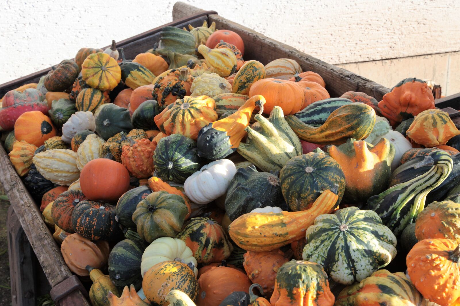 Canon EOS 5D Mark II sample photo. Pumpkin, gourd, decoration photography