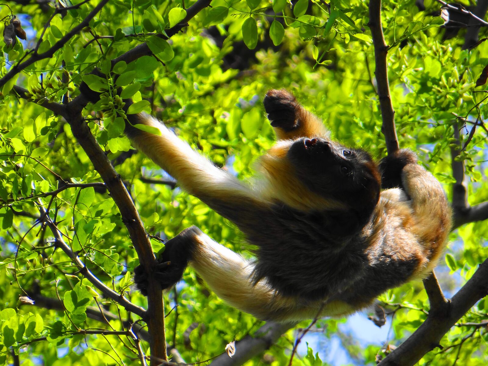 Sony Cyber-shot DSC-HX100V sample photo. Monkey, wild, animal photography