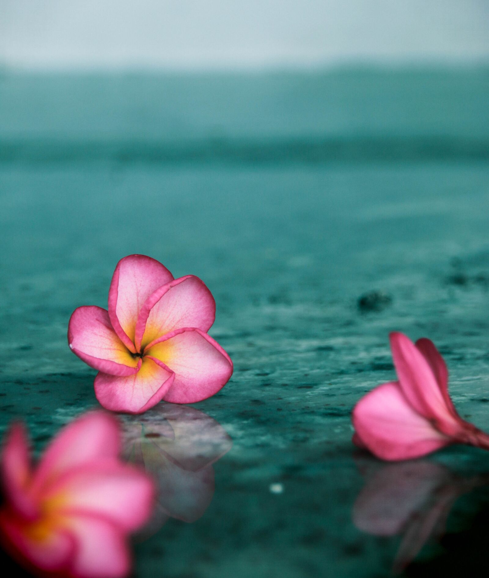 Canon EOS 70D sample photo. Plumeria, flower, sri lanka photography