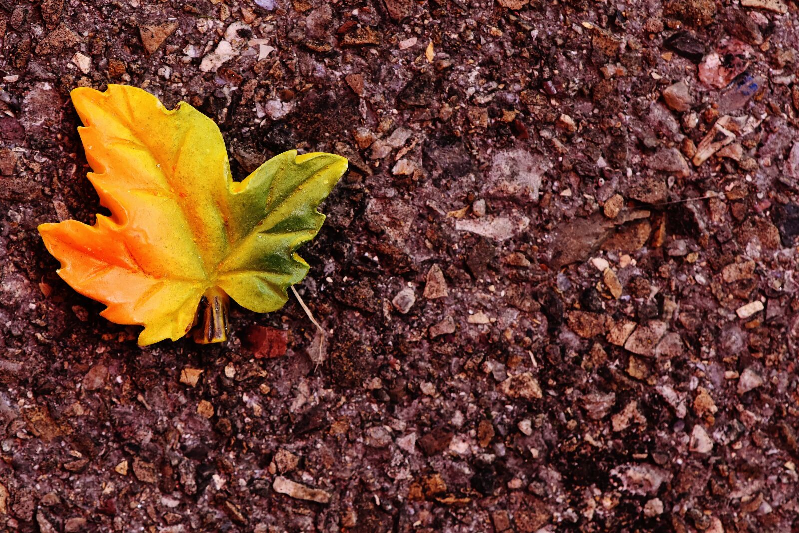 Nikon D7200 sample photo. Autumn, leaf, leaves in photography
