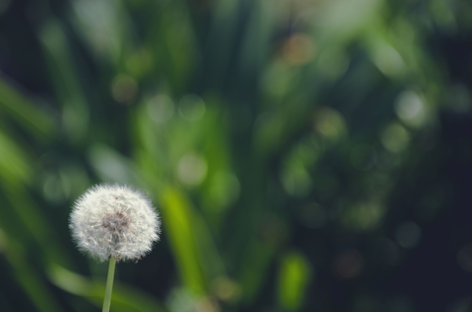 Nikon D7000 sample photo. White, flower, dandelion photography