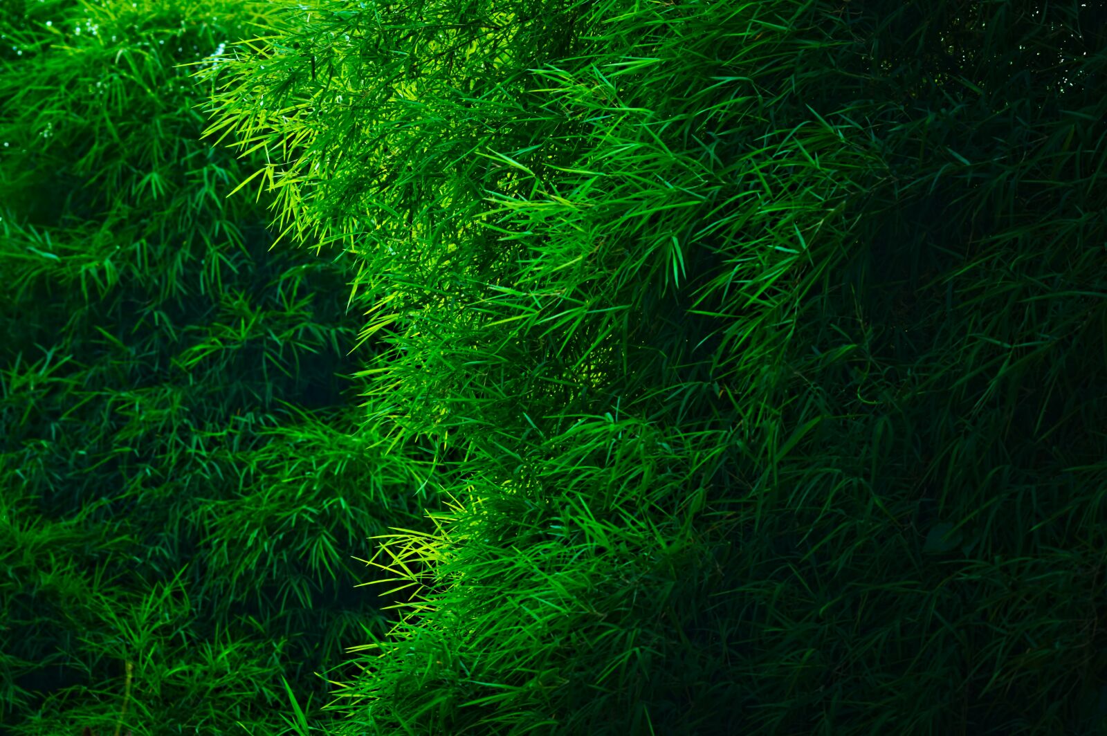 Nikon D500 sample photo. Bamboo groves, bamboo forest photography