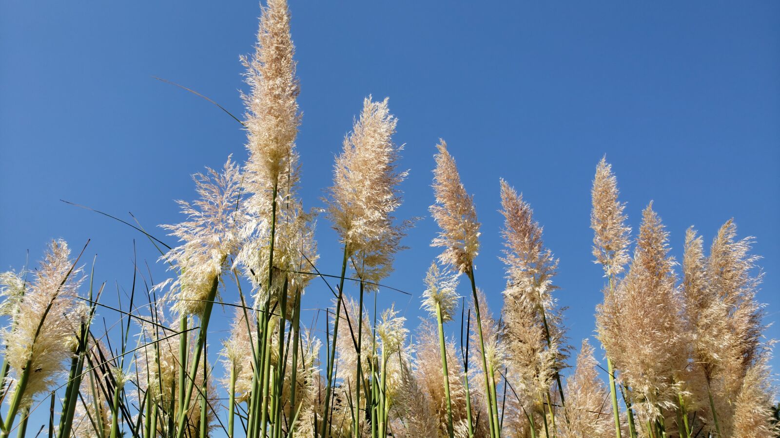 Samsung Galaxy S9 sample photo. Blue sky, plant, tall photography