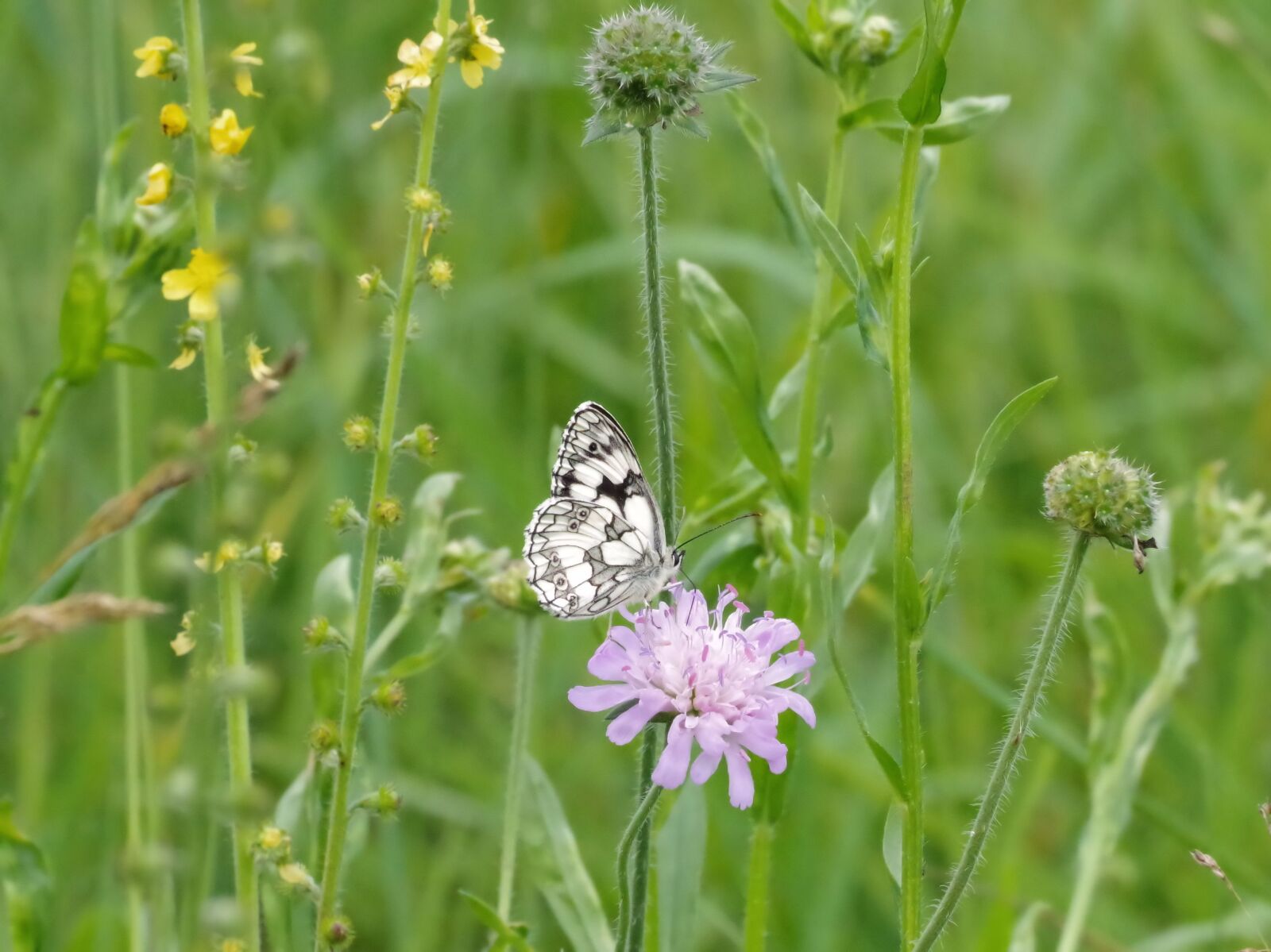Pentax K-70 sample photo. Butterfly, nature, chess board photography