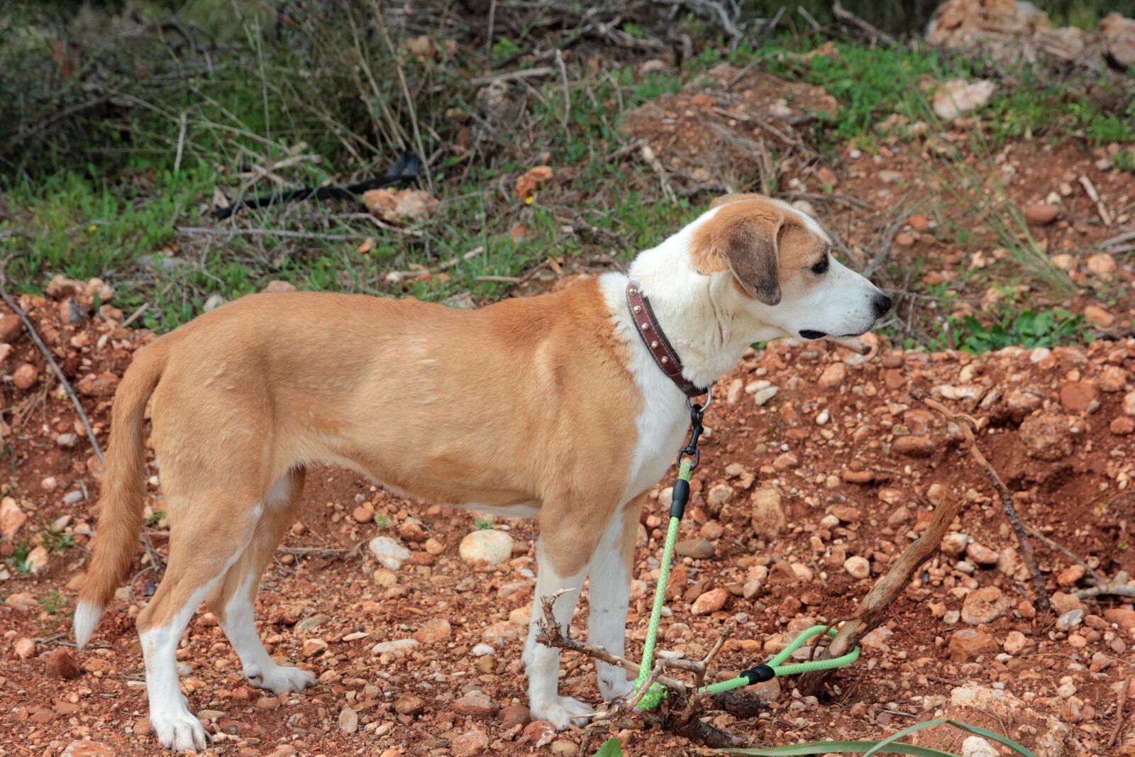 Canon EF 24-70mm F2.8L II USM sample photo. Dog, my dear dog photography