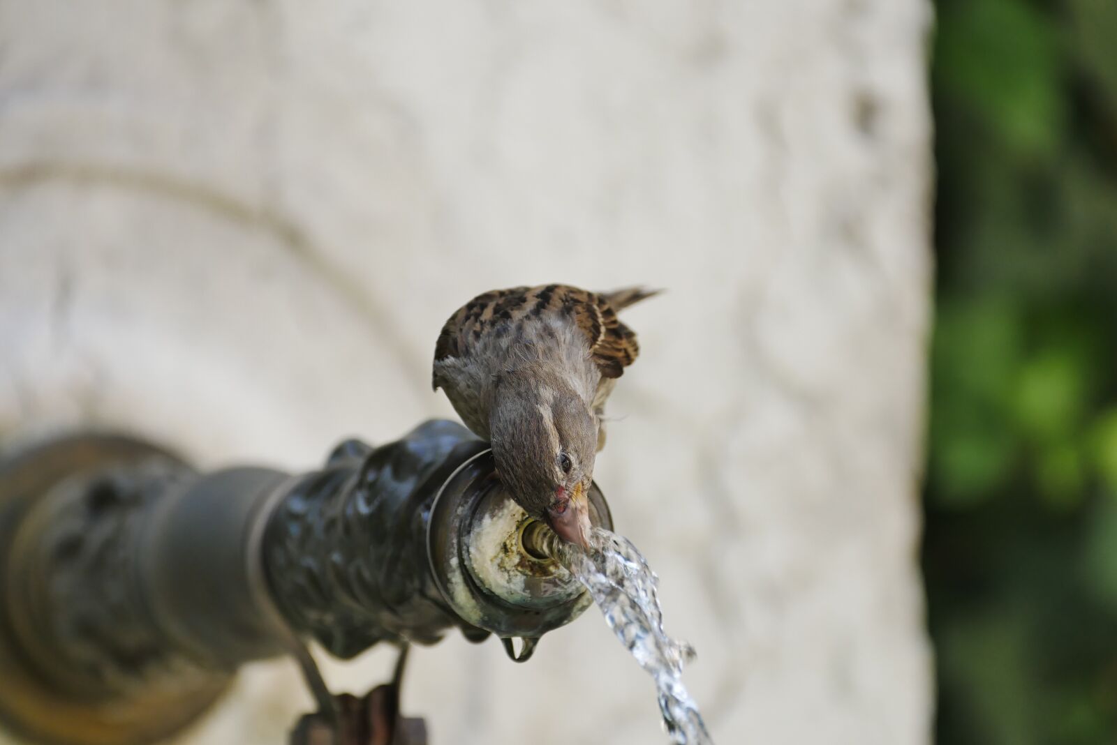 Panasonic DMC-G81 sample photo. Bird, fountain, summer photography