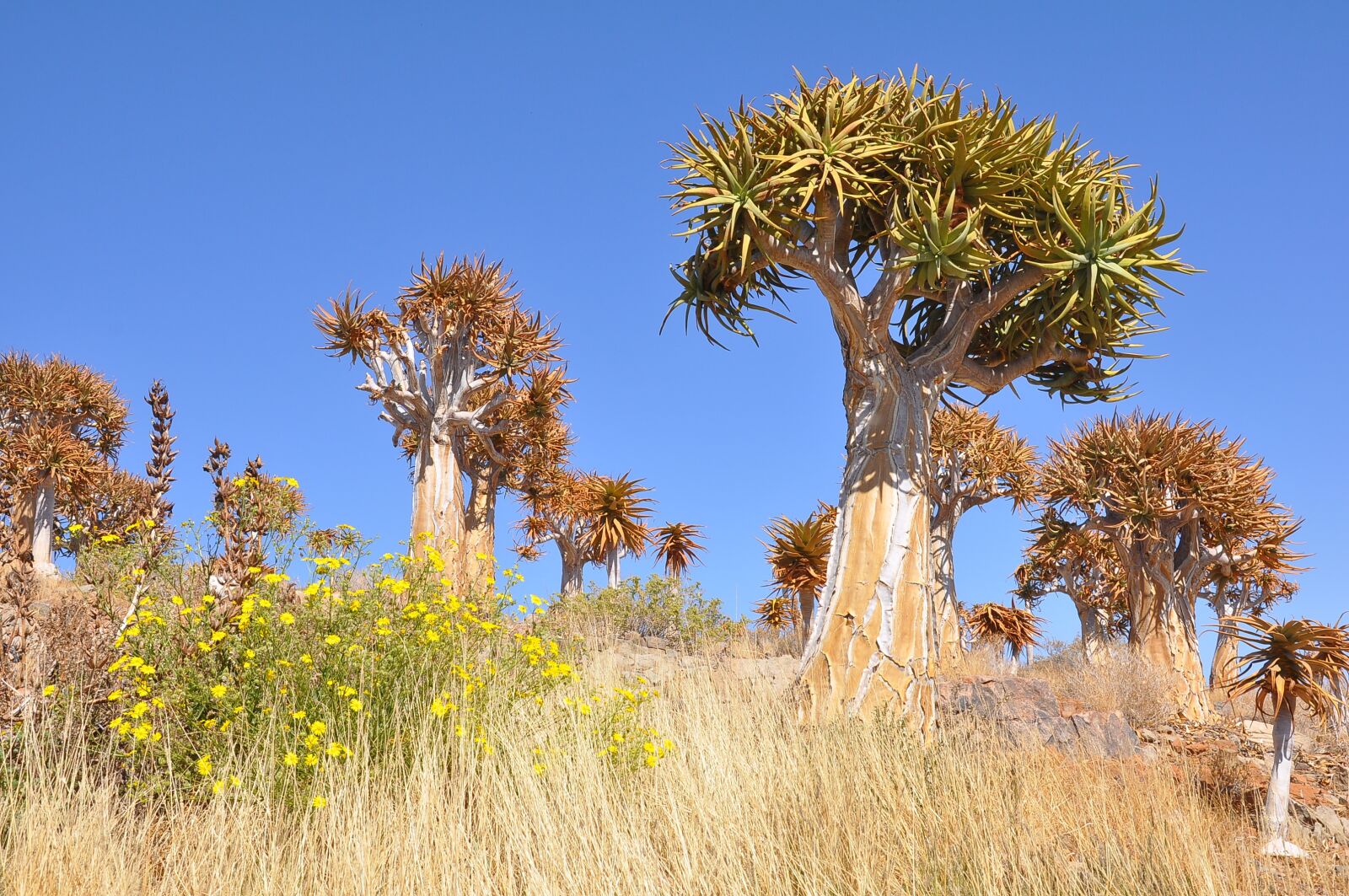 Nikon D90 sample photo. Tree, nature, flora photography