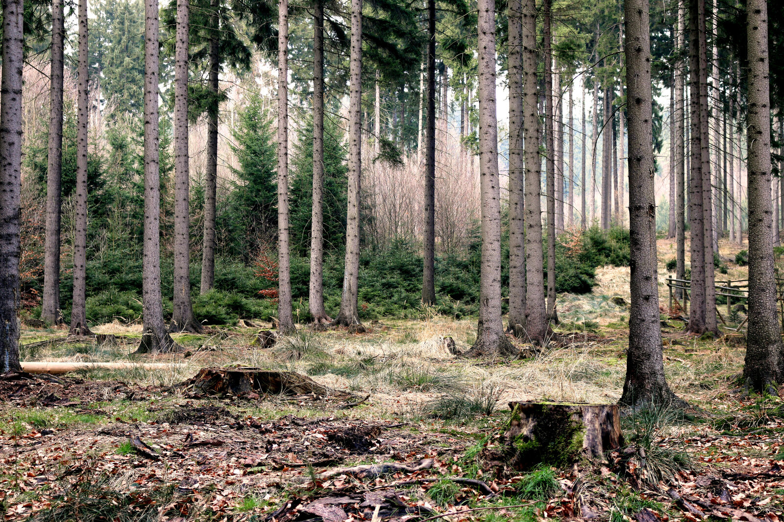 Canon EOS 70D sample photo. Autumn, fall, firs, forest photography