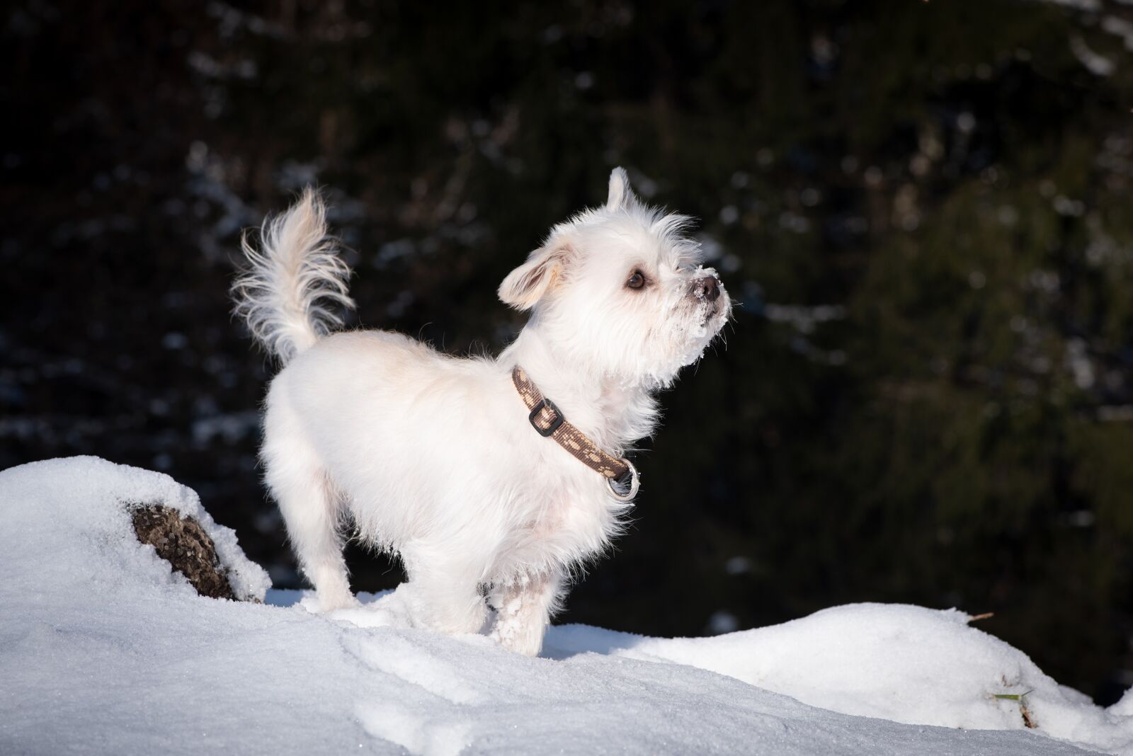Nikon D750 sample photo. Dog, white, small photography