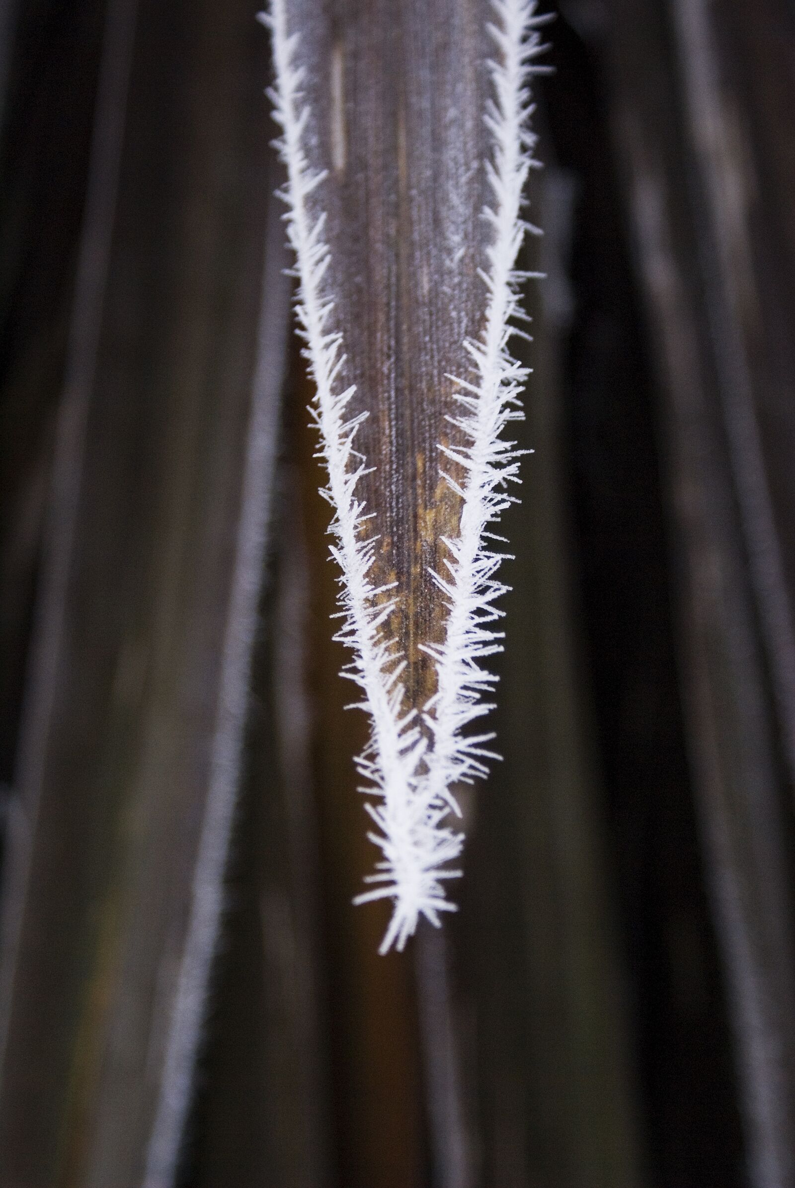 Sony Alpha DSLR-A100 sample photo. Frozen, frost, leaf photography
